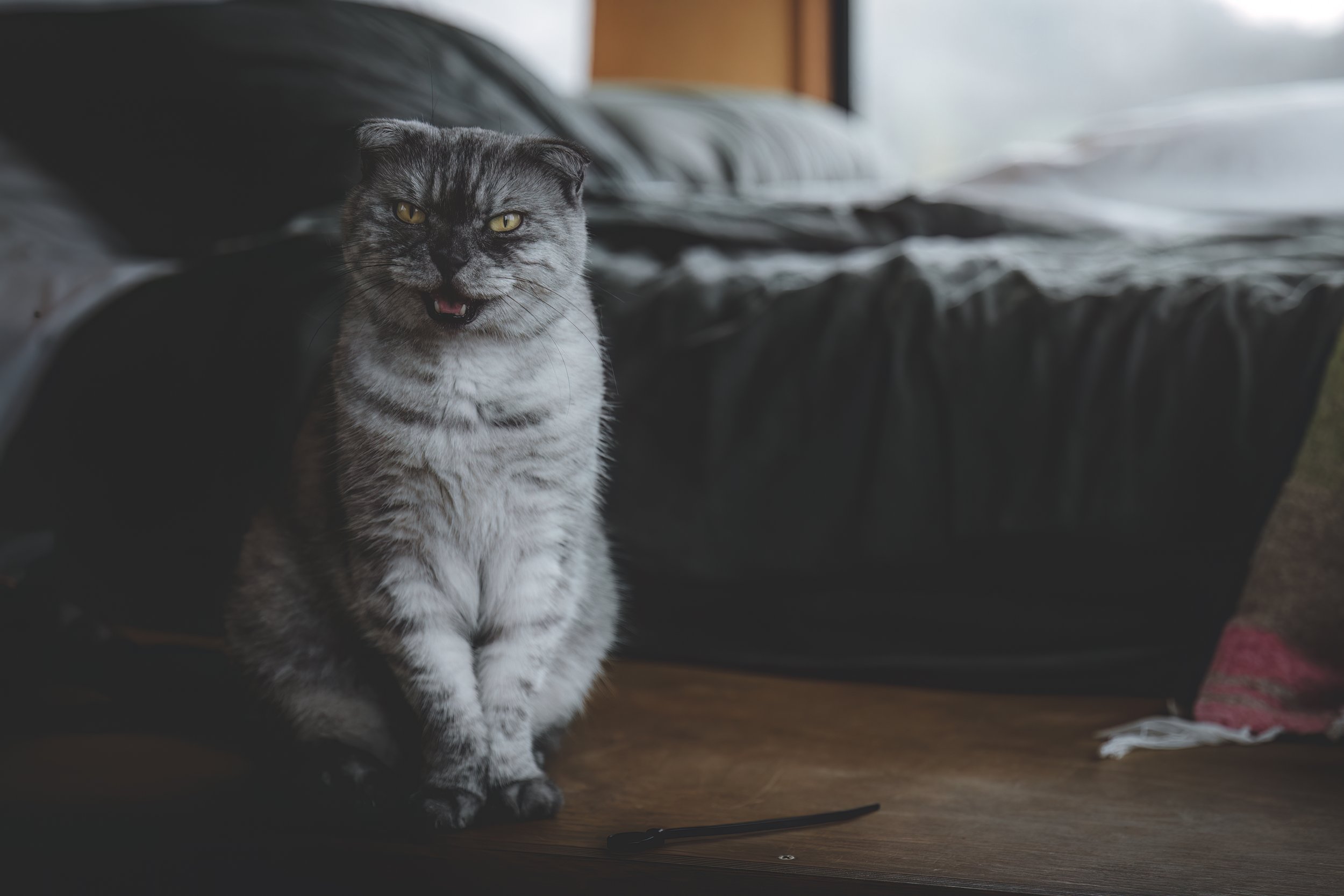 A bossy yet adorable feline named Soot