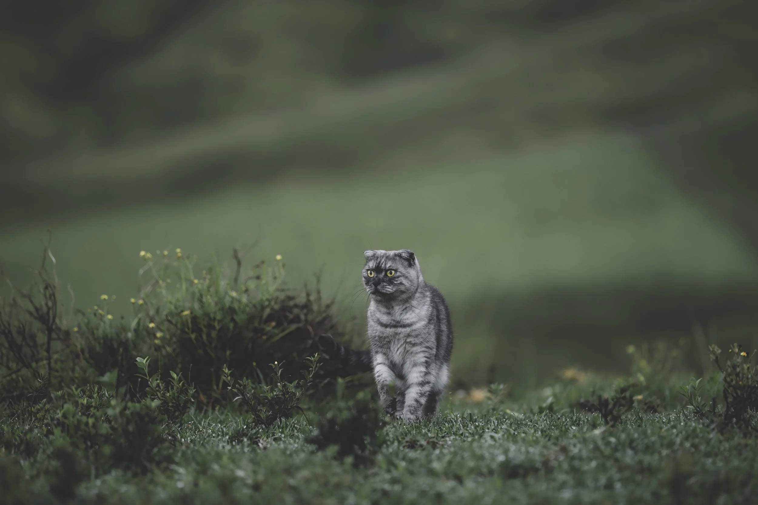 Soot, galavanting around in the long green grass