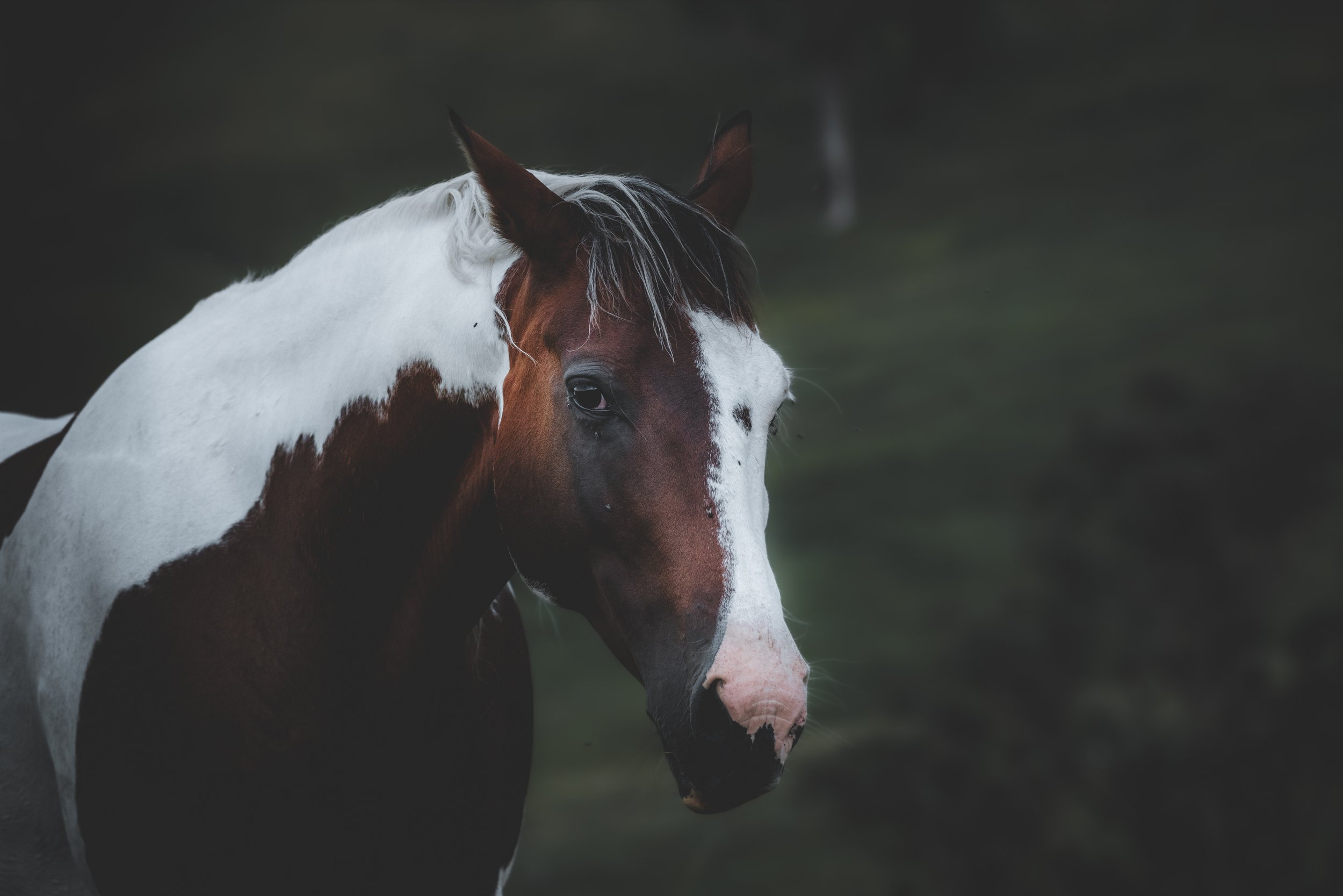 With his shiny coat and gentle demeanour, he was always ready for the camera
