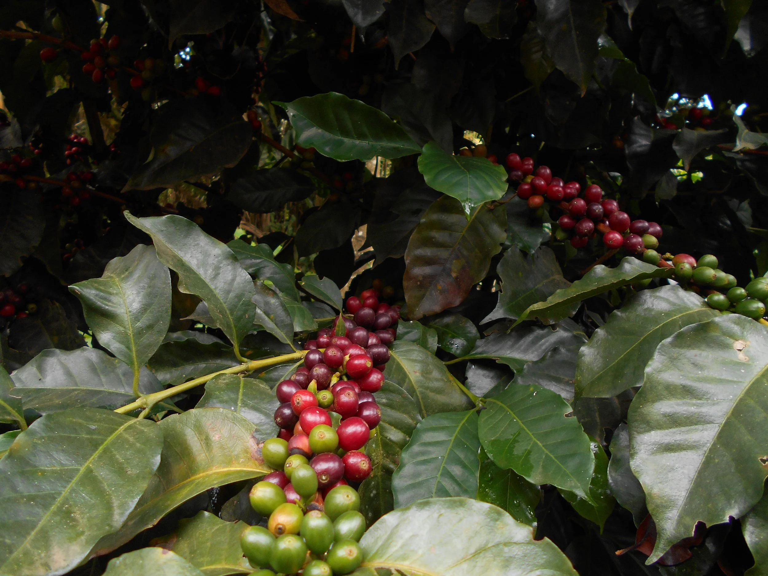 Cafe_Imports_Colombia_Carlos_Trujillo-3-2021-12-14-142900.jpg