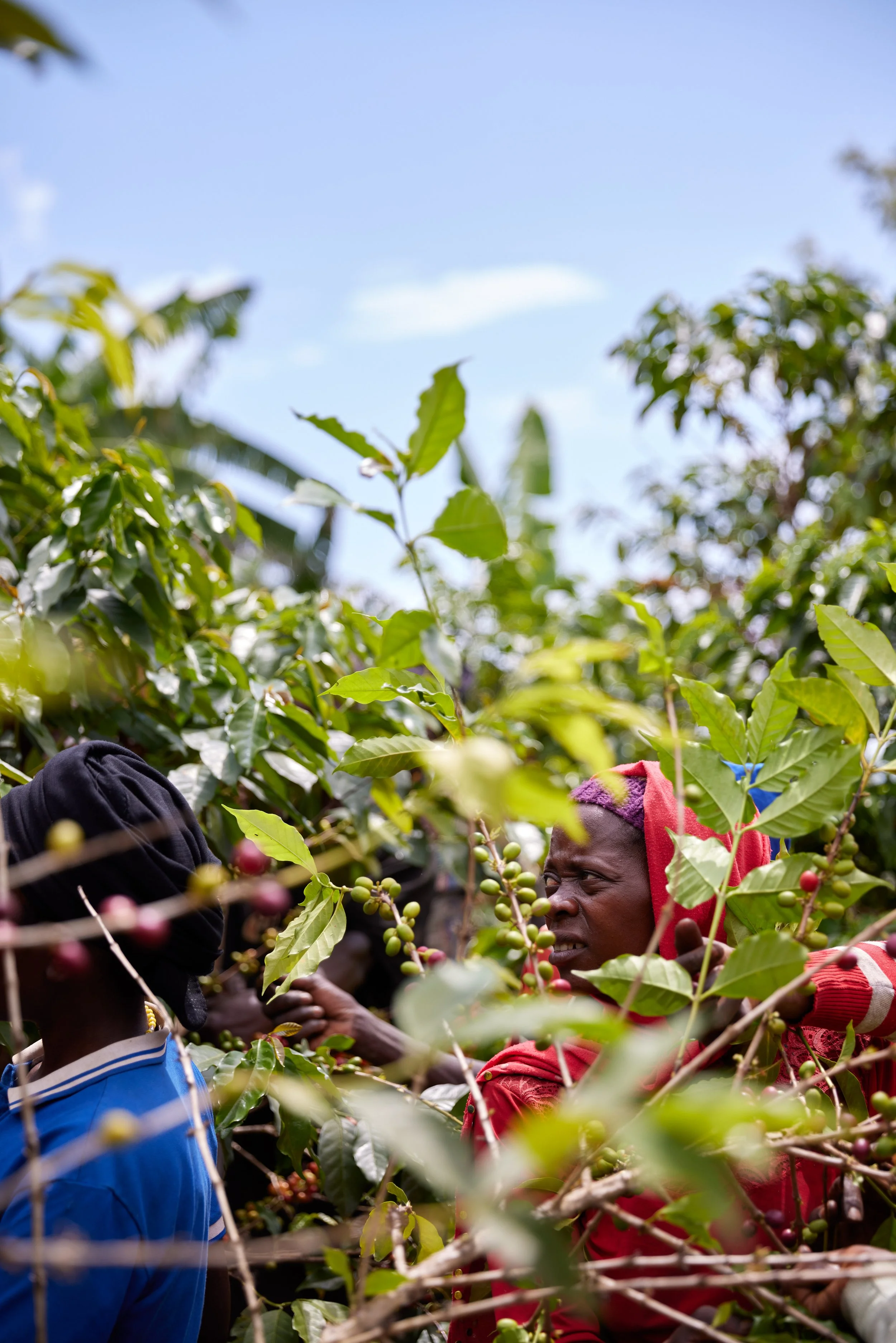 Cafe_Imports_Rwanda_Gwiza_Women_Group15-2024-05-31-203017.jpg