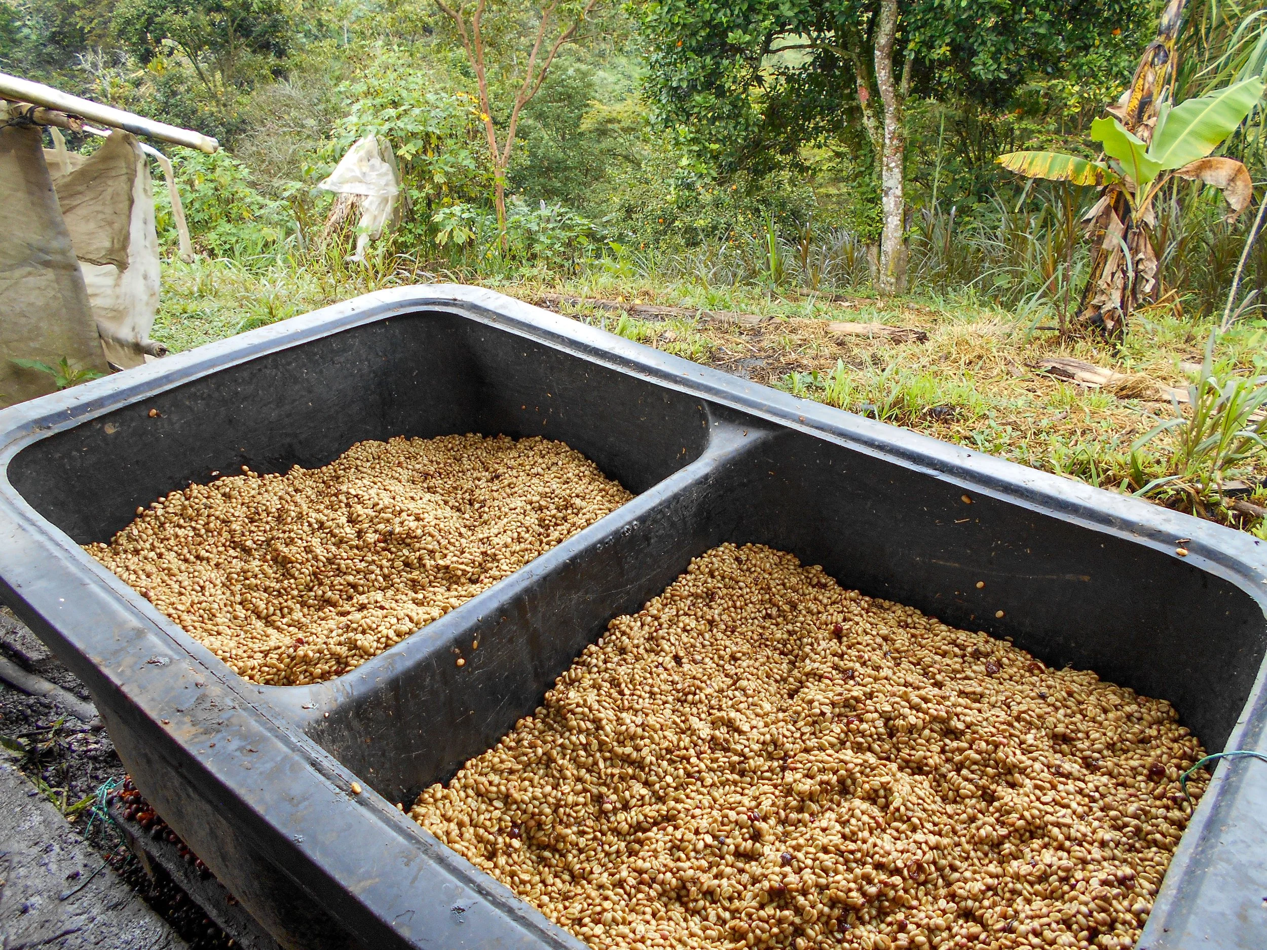 Cafe_Imports_Colombia_Carlos_Trujillo-1-2021-12-14-142901.jpg