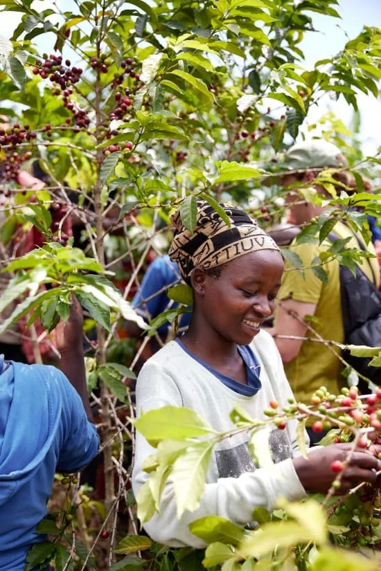 Cafe_Imports_Rwanda_Gwiza_Women_Group16-2024-05-31-203017.jpg