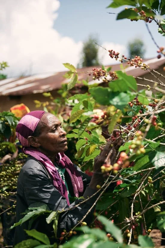 Cafe_Imports_Rwanda_Tropic_Cofee_Aabadatezuka_Cooperative-2024-05-31-202424.jpg