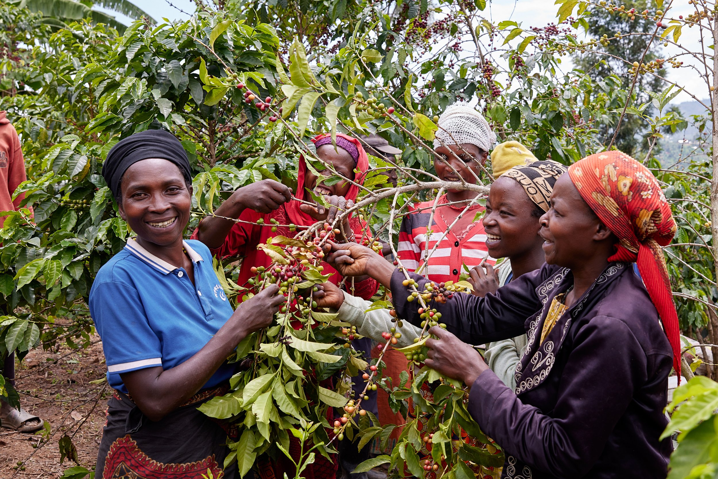 Cafe_Imports_Rwanda_Tropic_Cofee_Aabadatezuka_Cooperative-17-2024-05-31-202424 (1).jpg