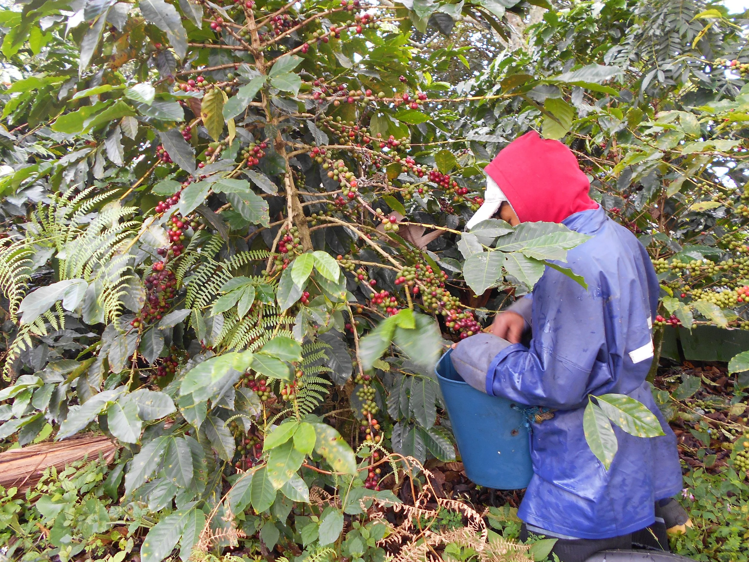 Cafe_Imports_Colombia_Carlos_Trujillo-4-2021-12-14-142900.jpg