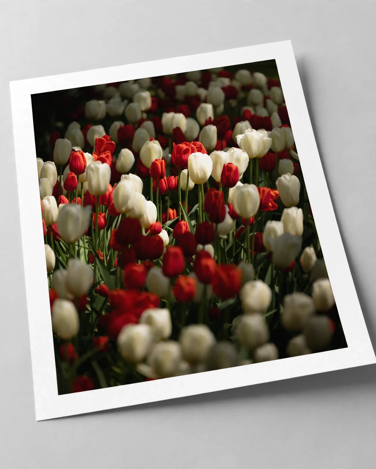 media-generation-holland-paper-print-0-e959f78f-f1fc-4be0-b7b5-69755c7bdcf9.webp