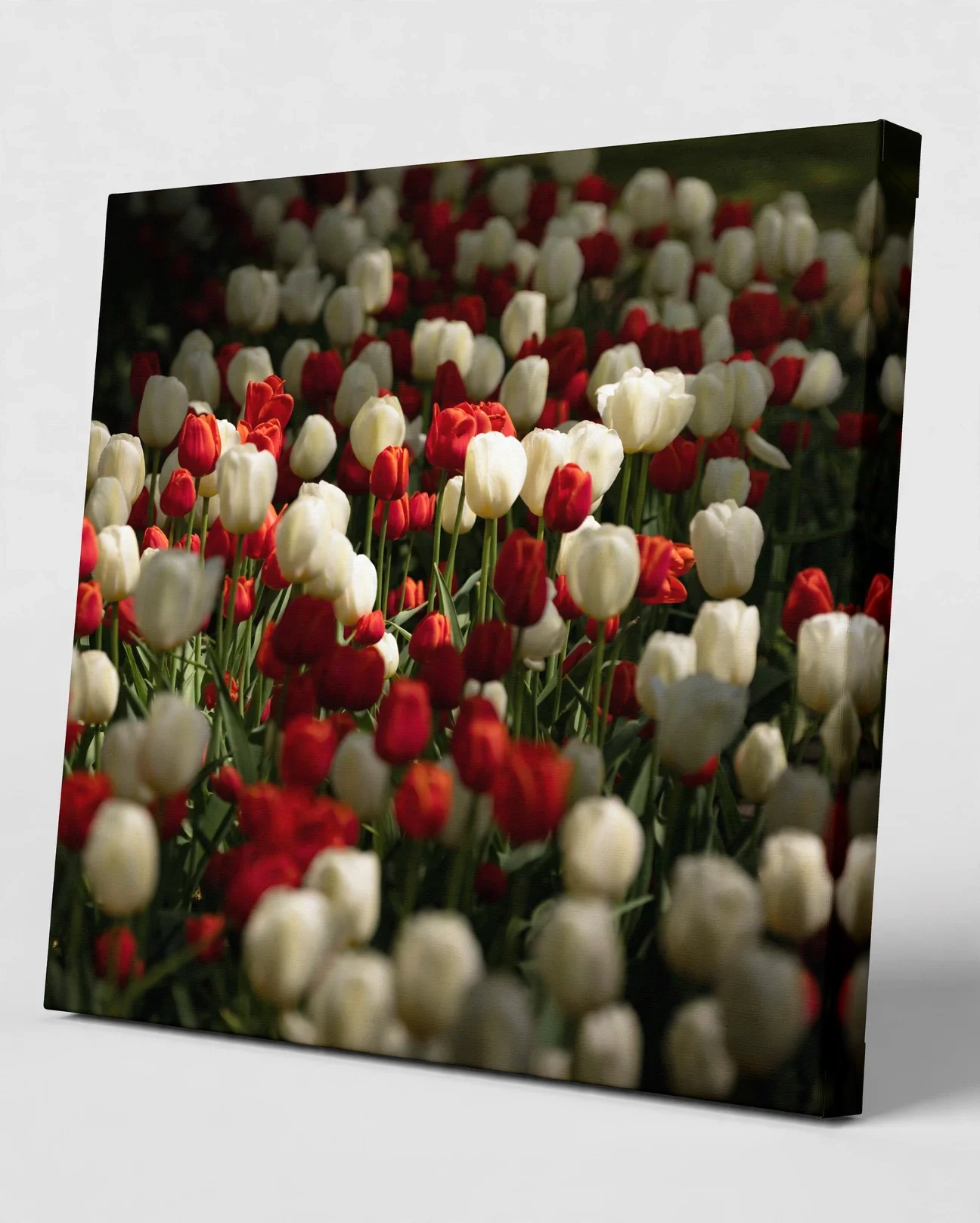 media-generation-holland-canvas-wrap-0-79e468f0-cf27-4f96-a955-d57aa15c0dce.webp