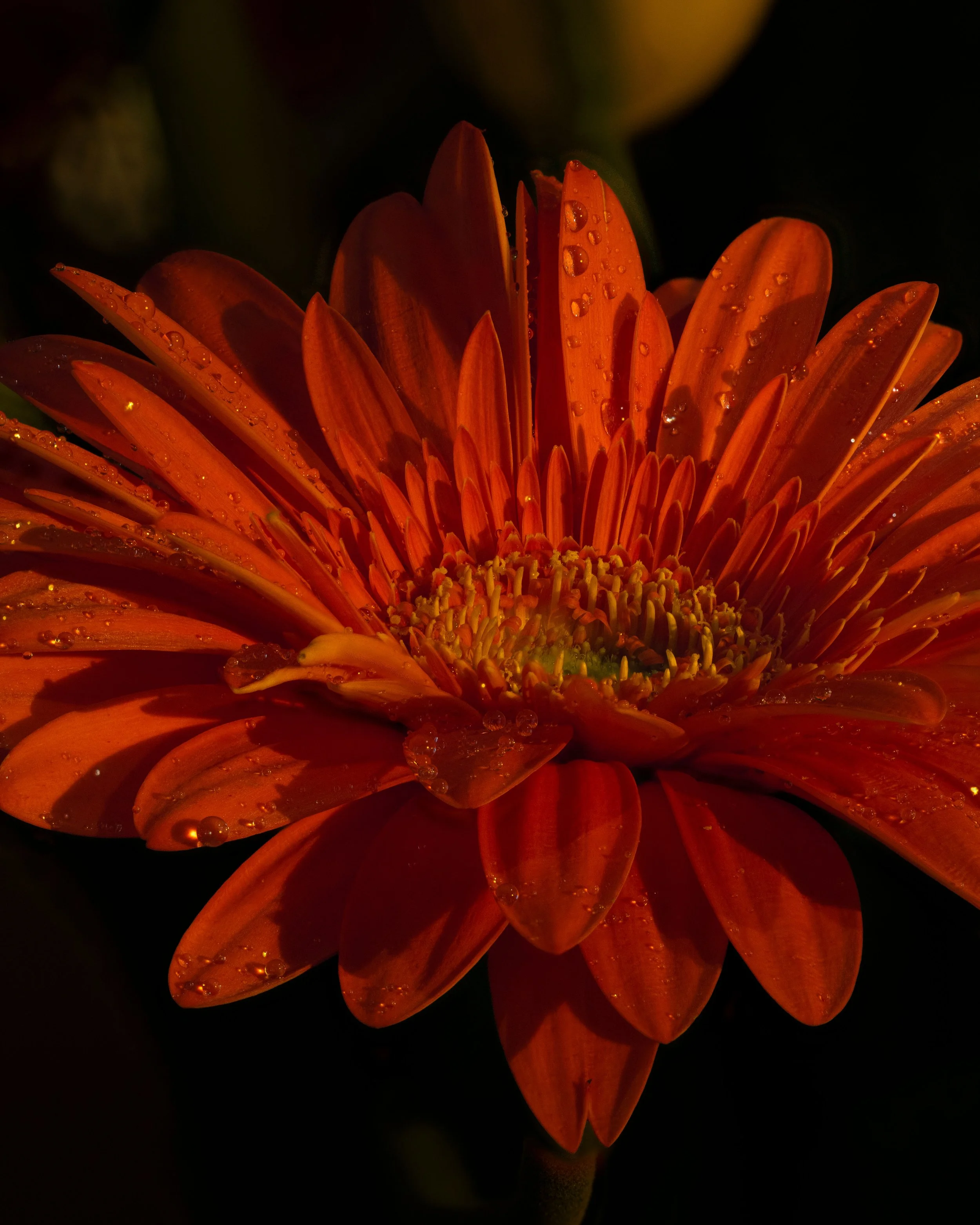 Orange Squarespace.jpg