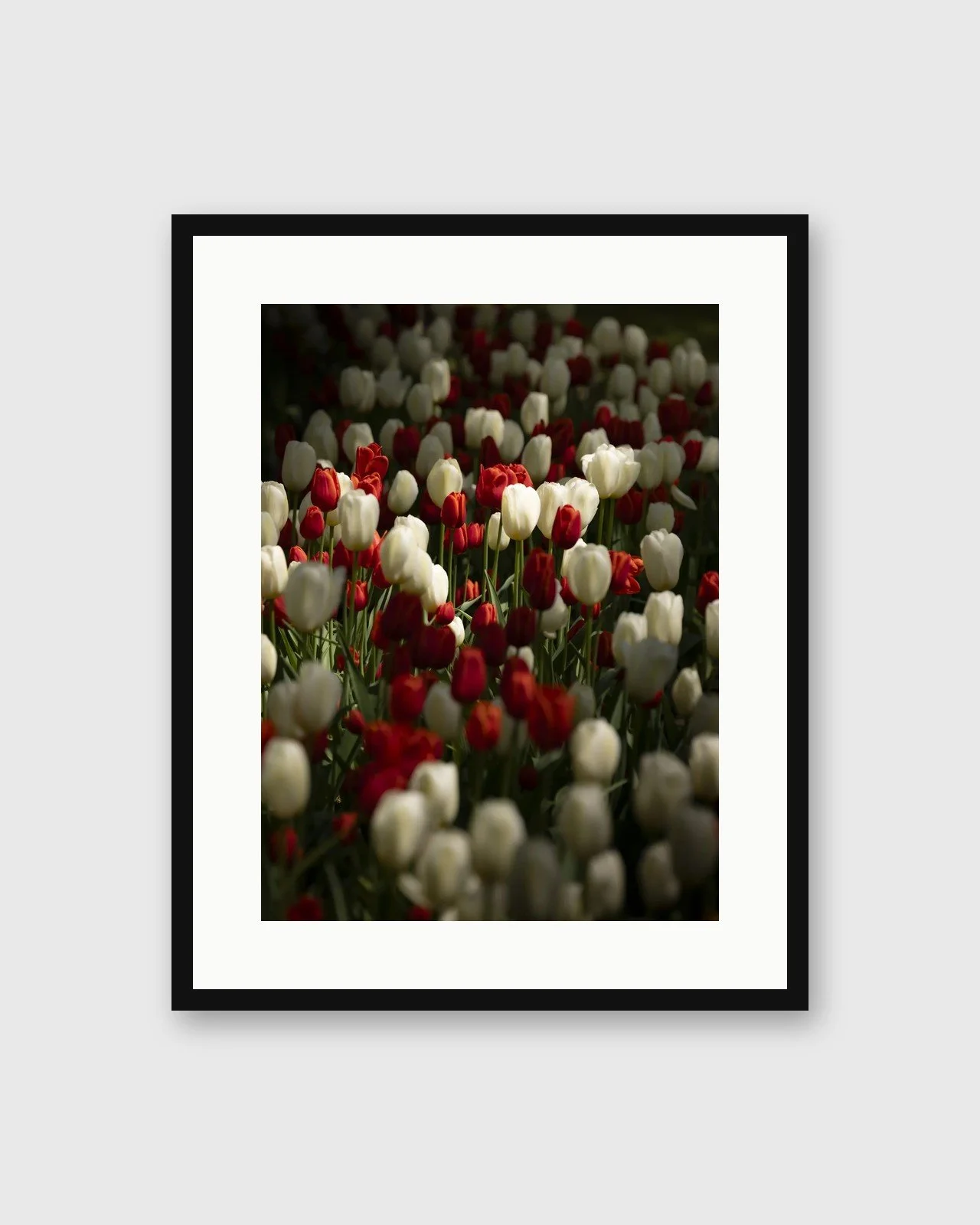 holland-matted-framed-paper-thumbnail.jpg