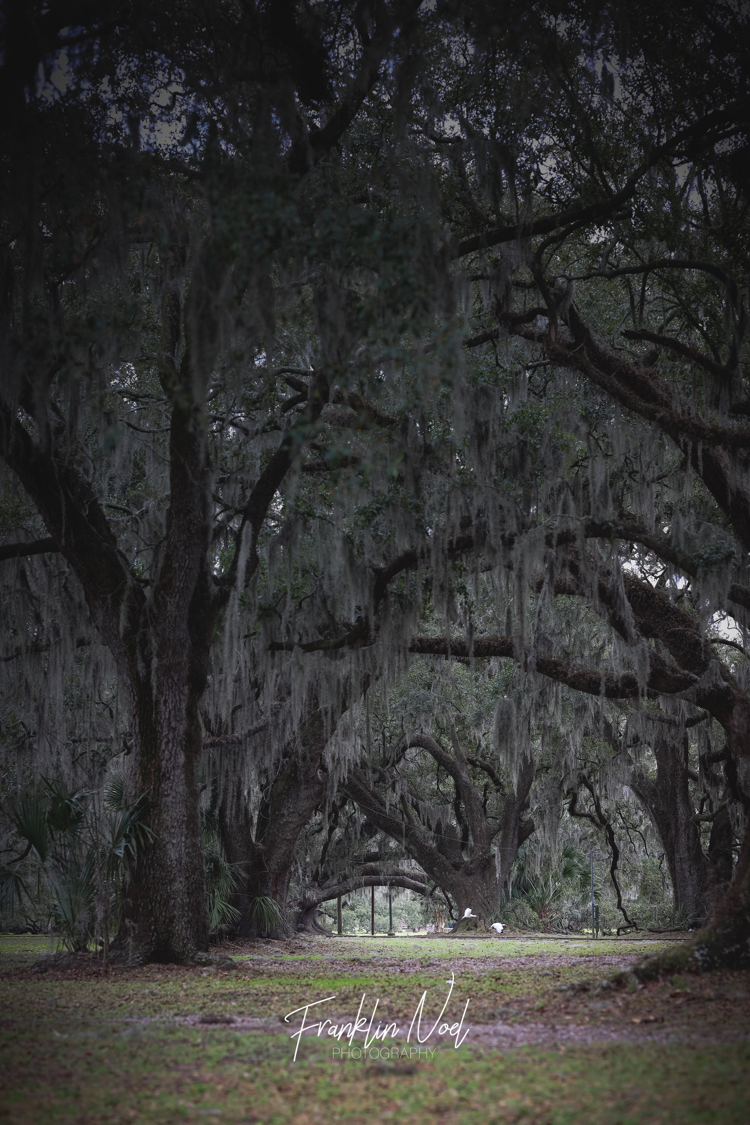 Spanish moss.JPG