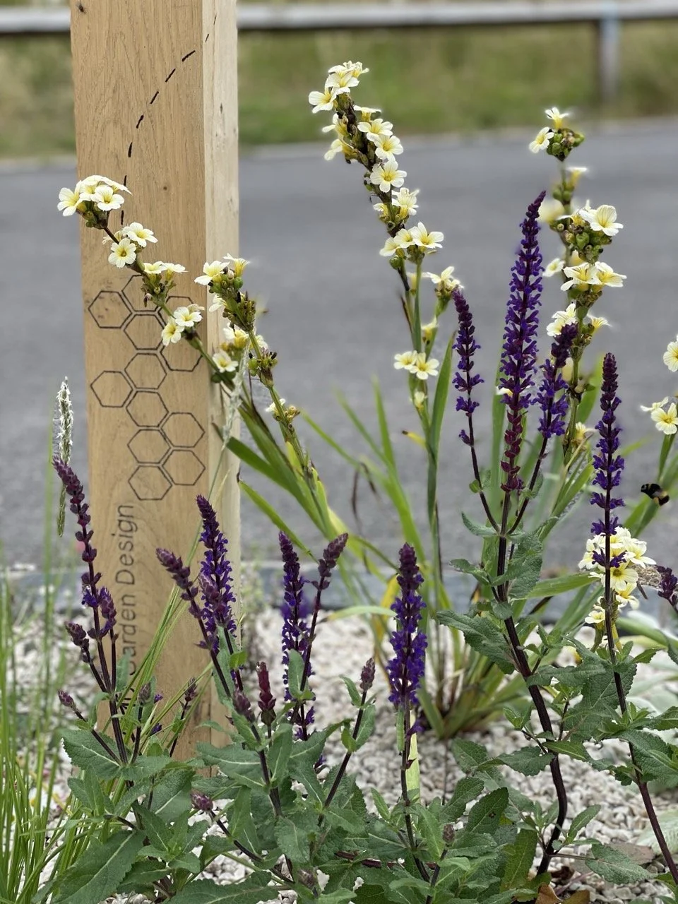 IMG_5996 - After 2024 Large.jpeg