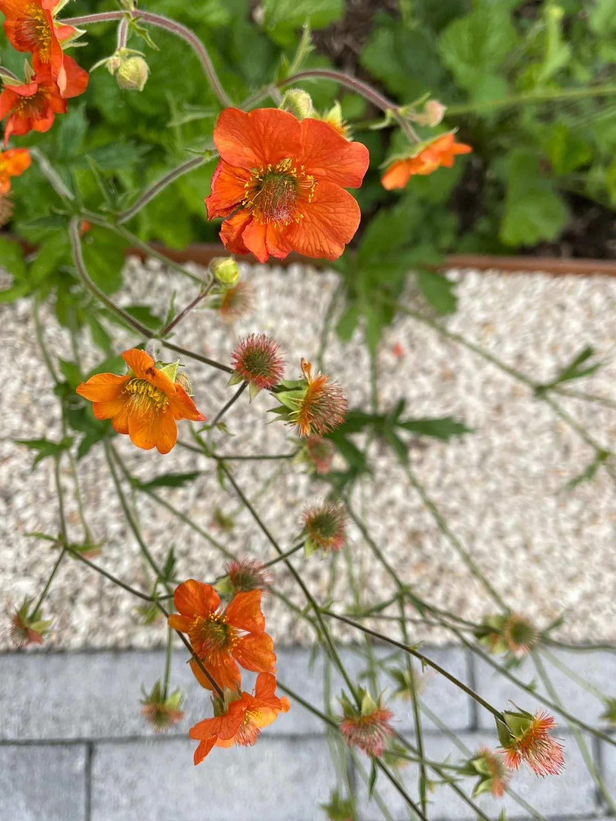 1000009462 - After 2025.jpg