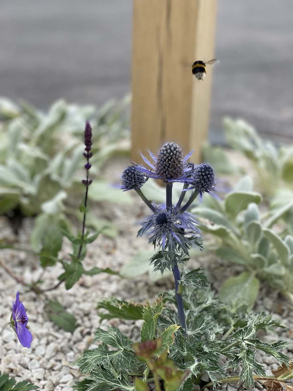 Garden design showing flowers and a bee