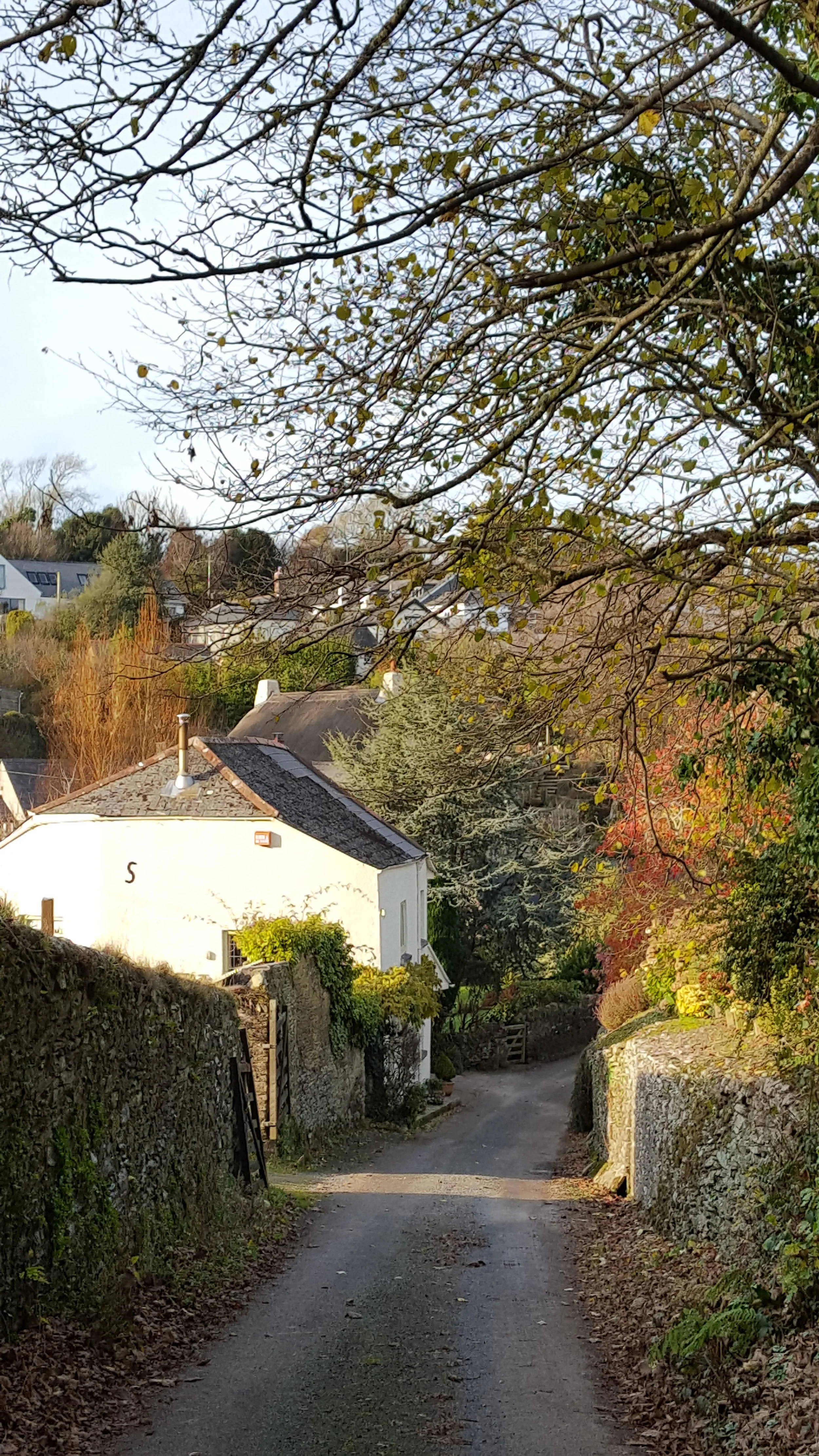 Autumn. Ledstone. DJ.0161207_141506.jpg