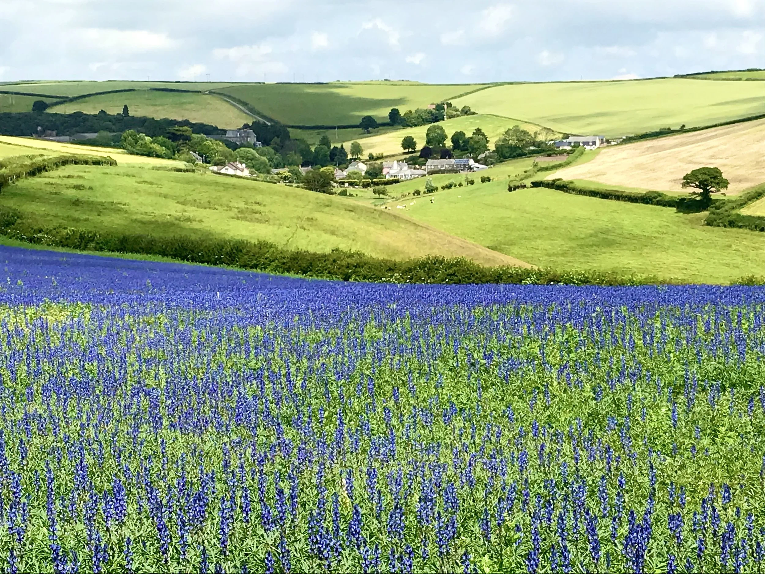 *Goveton, Bluebells.Spring.JH.MG_6828.jpeg