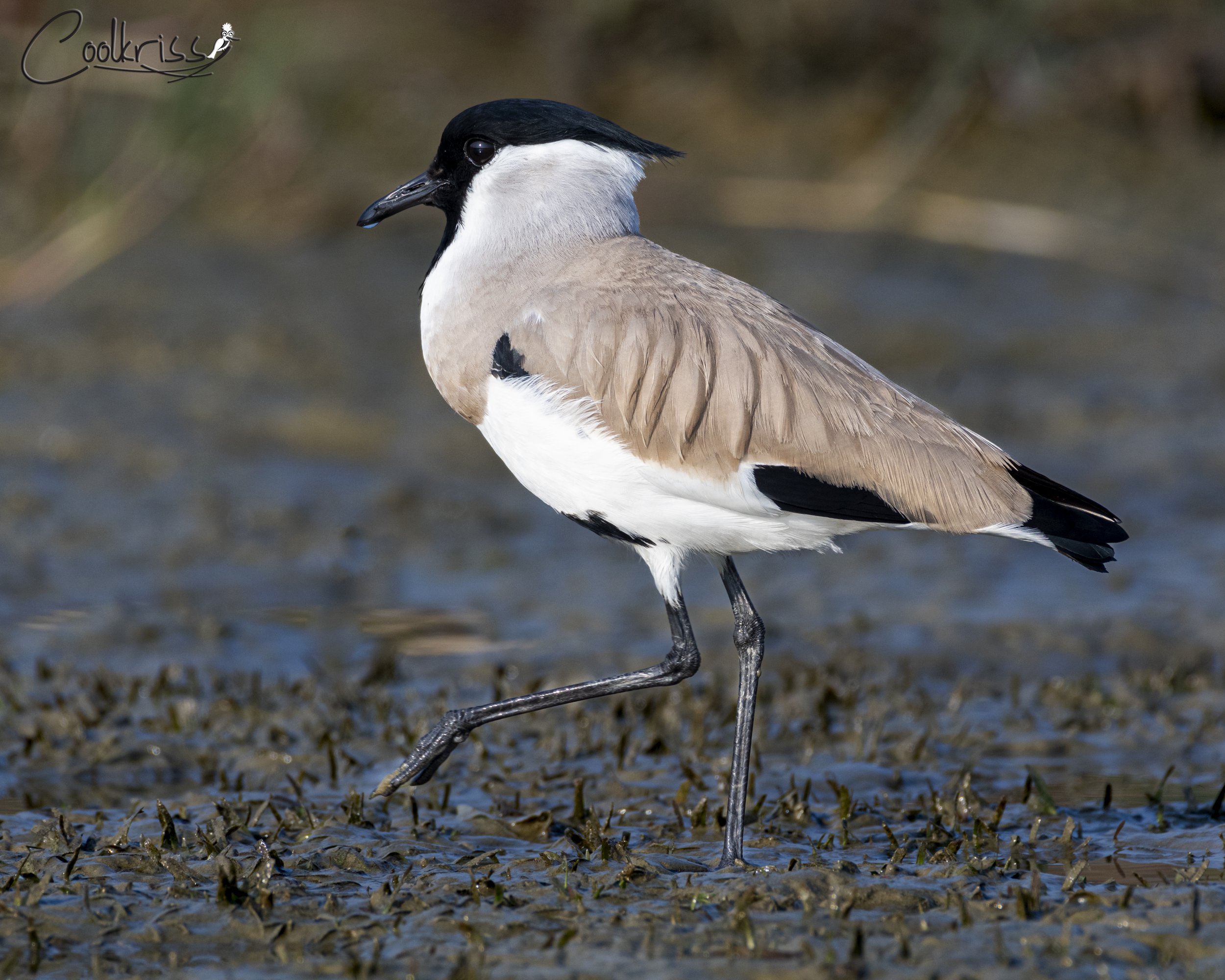 River Lapwing