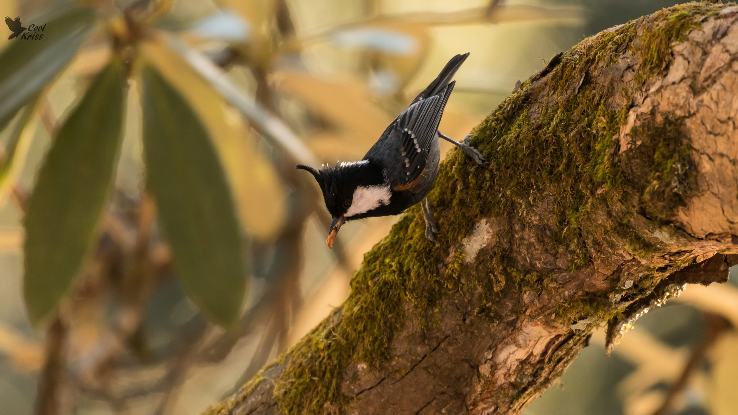 Birds-1.jpg