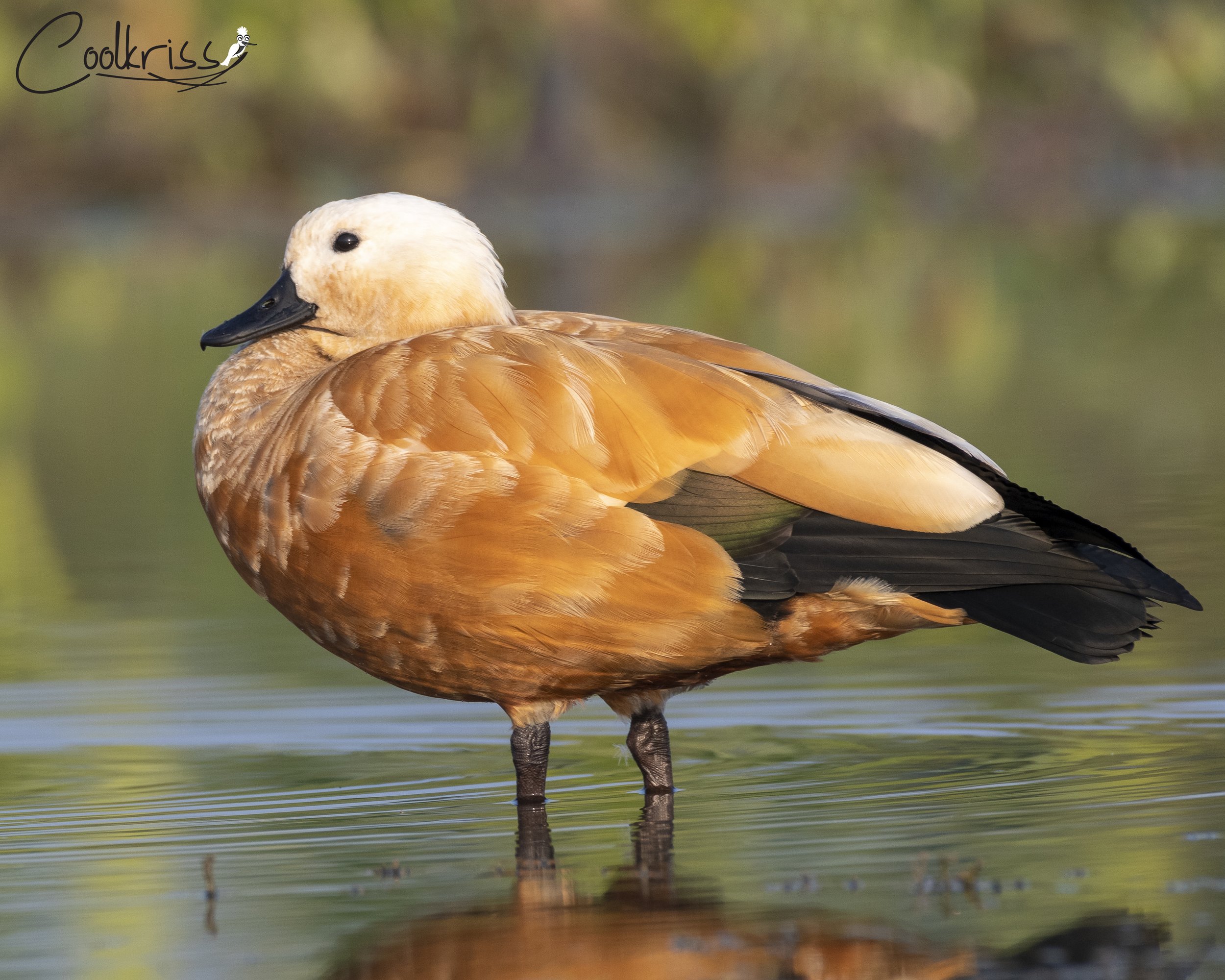 Ruddy shelduck