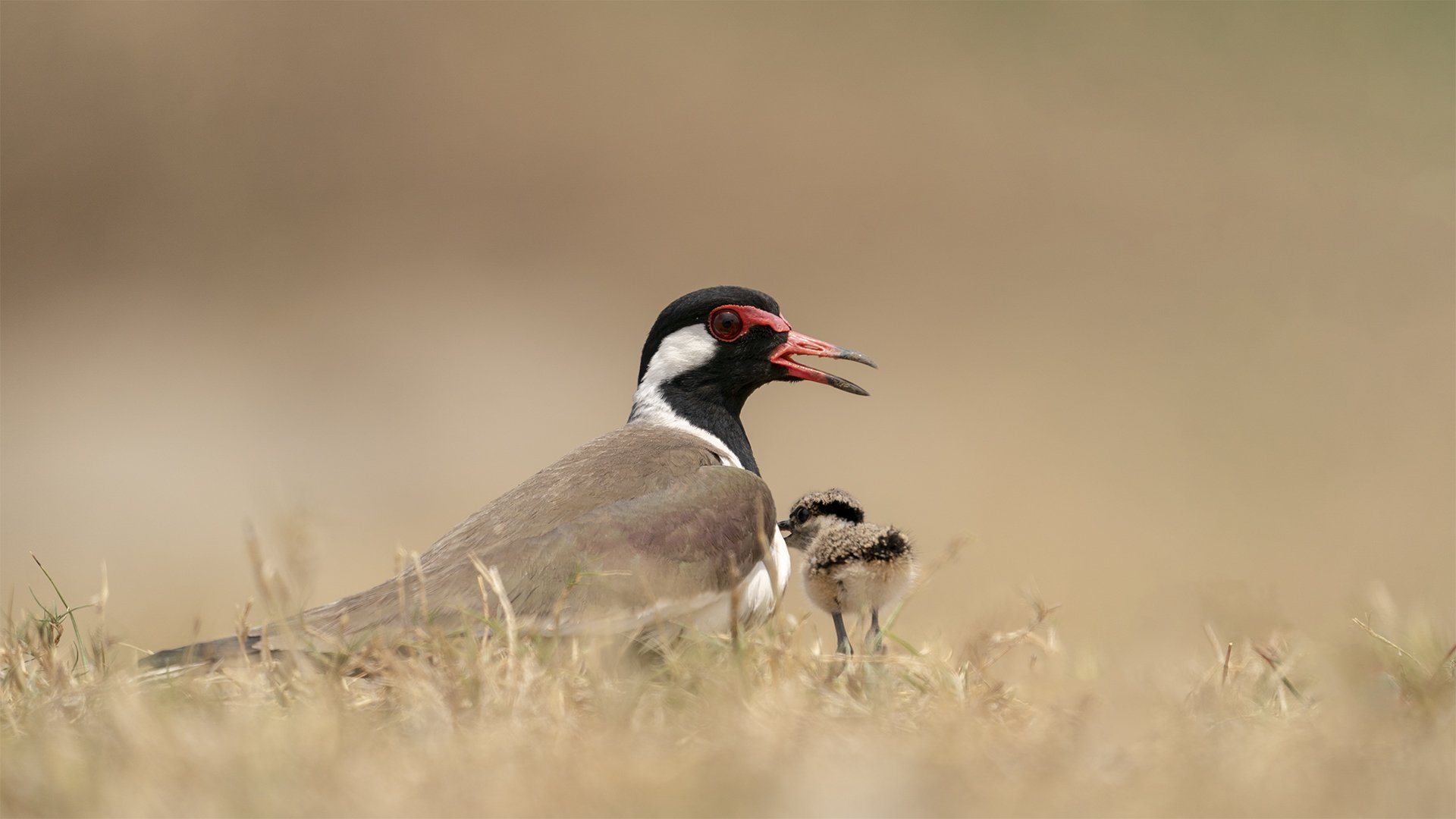 Red-wattled Lapwing