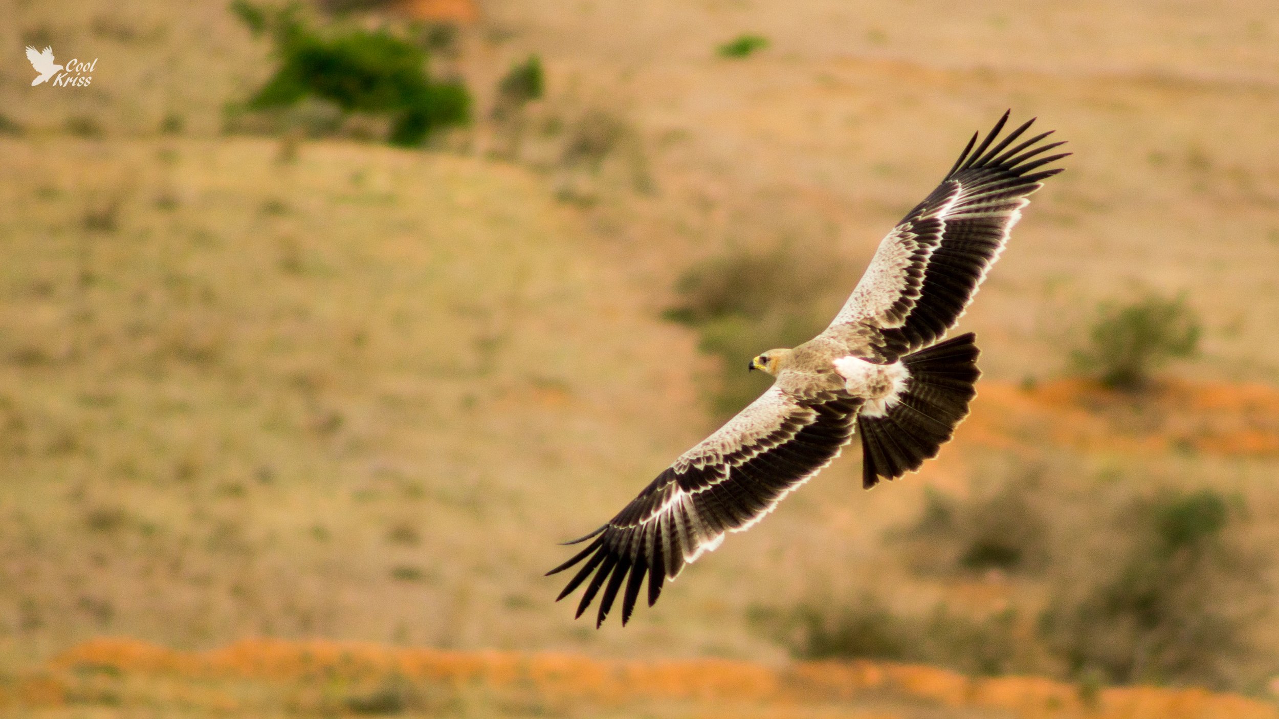 Tawny Eagle