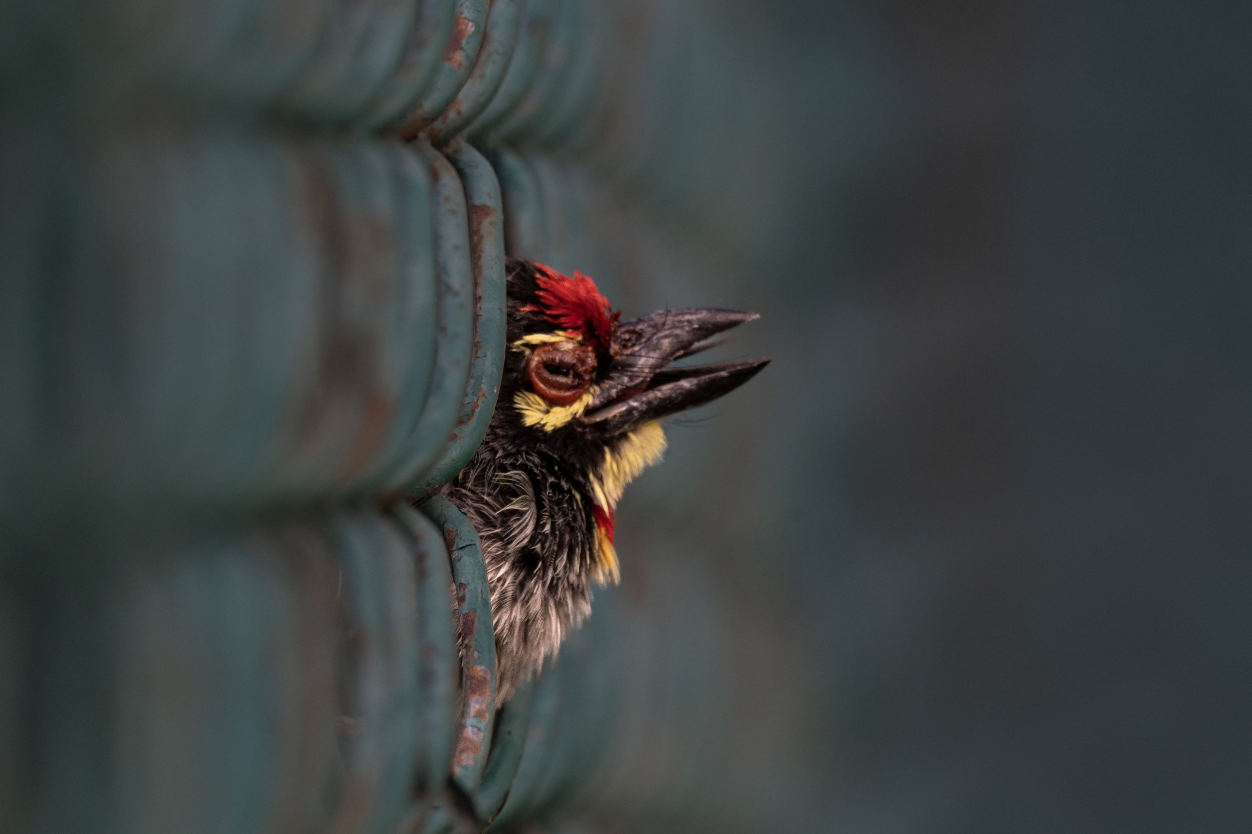 Coppersmith Barbet