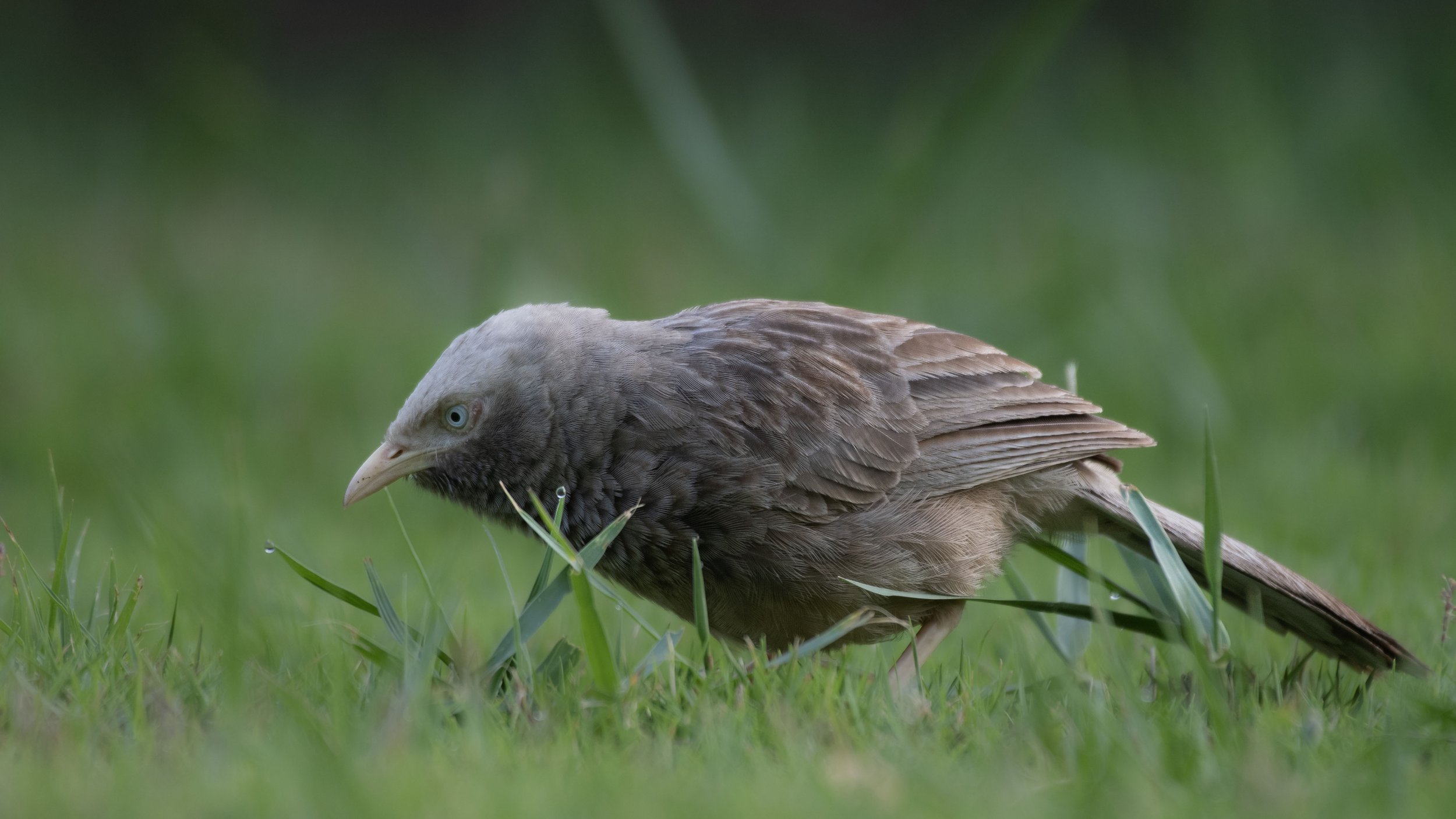 Yellow billed Babbler