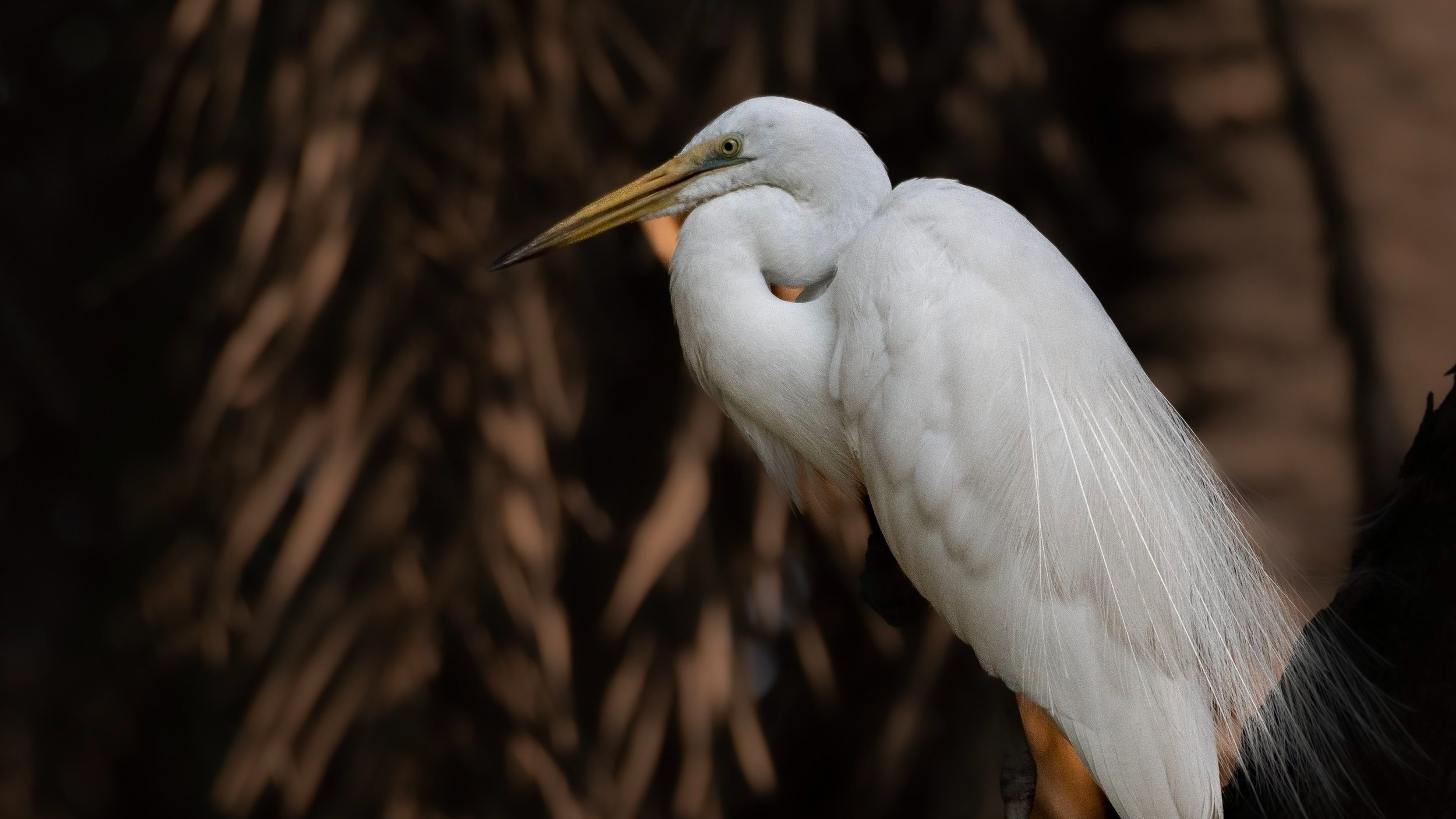 Intermediate Egret