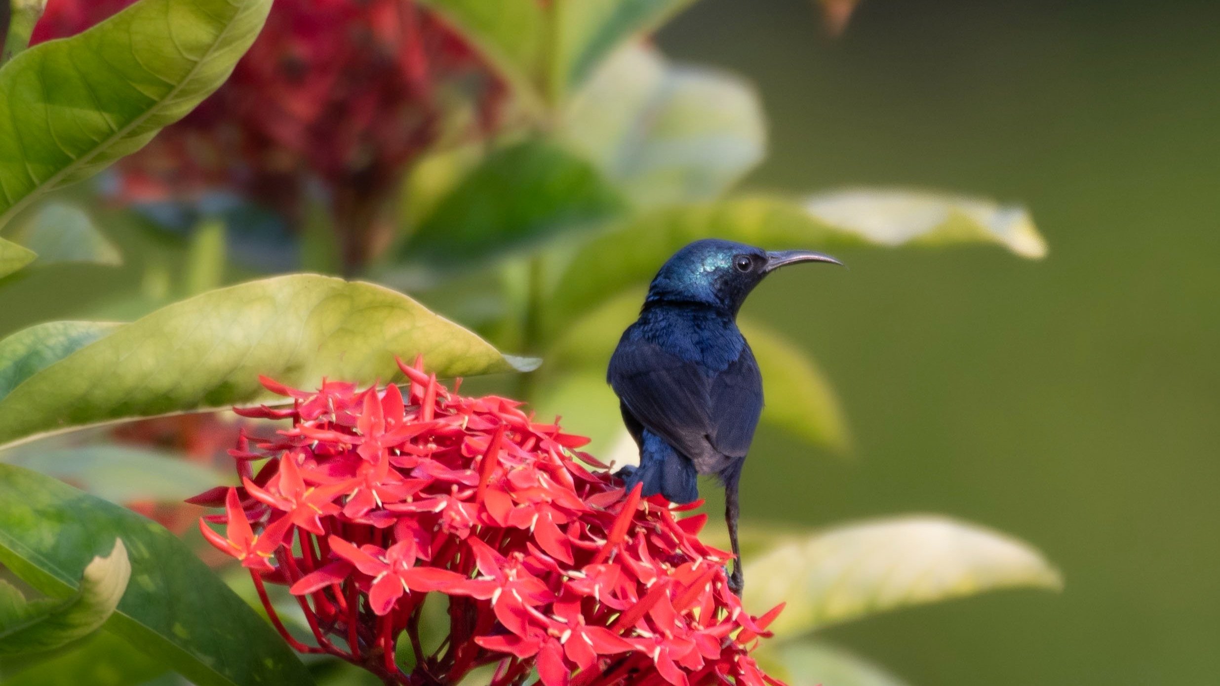 Purple Sunbird