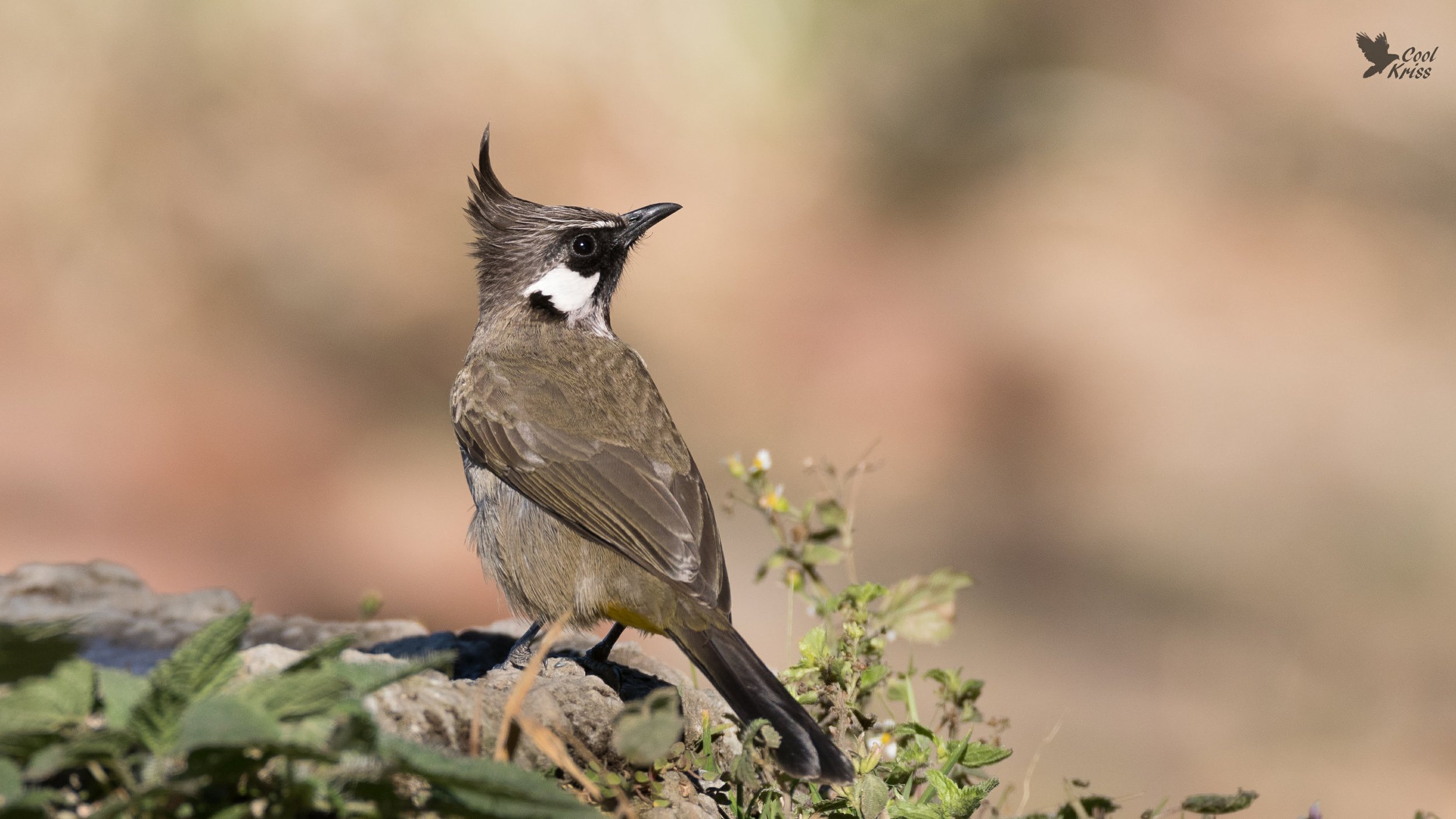 Himalayan Bulbul