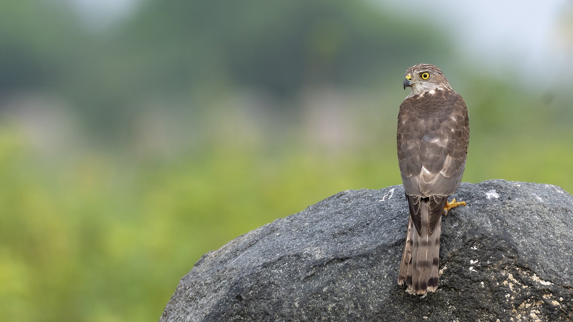Shikra