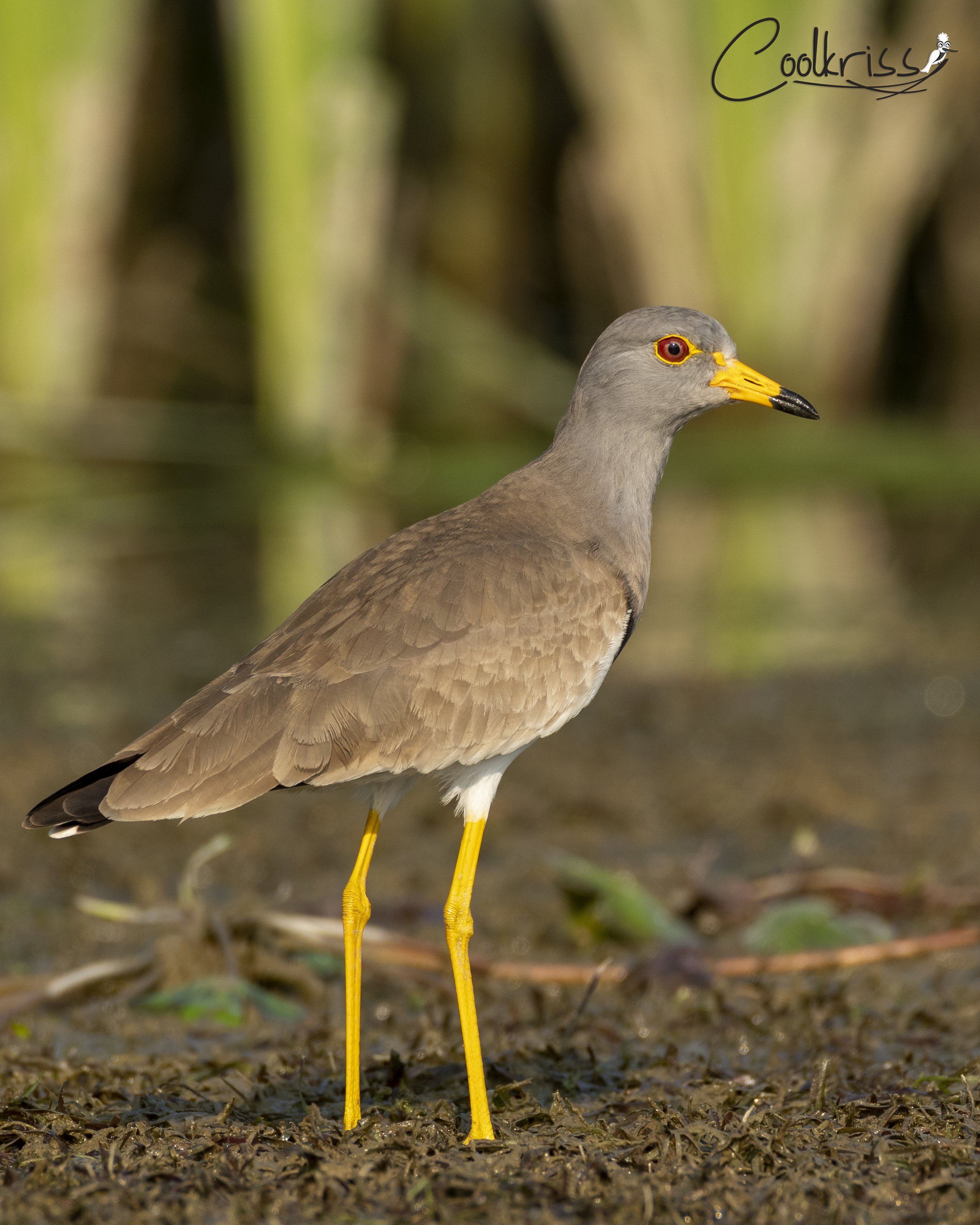Grey-headed Lapwing
