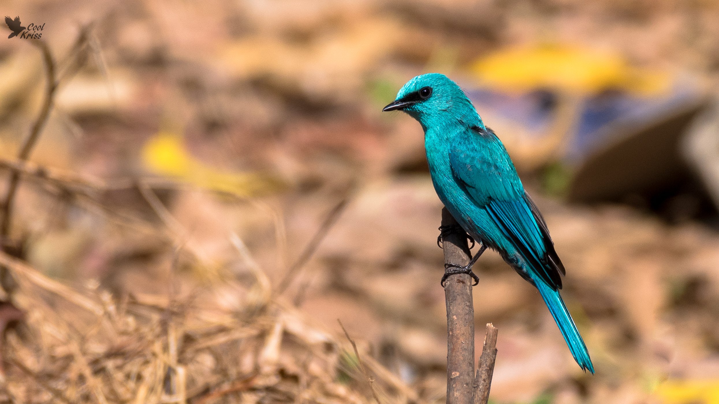 Verditer Flycatcher