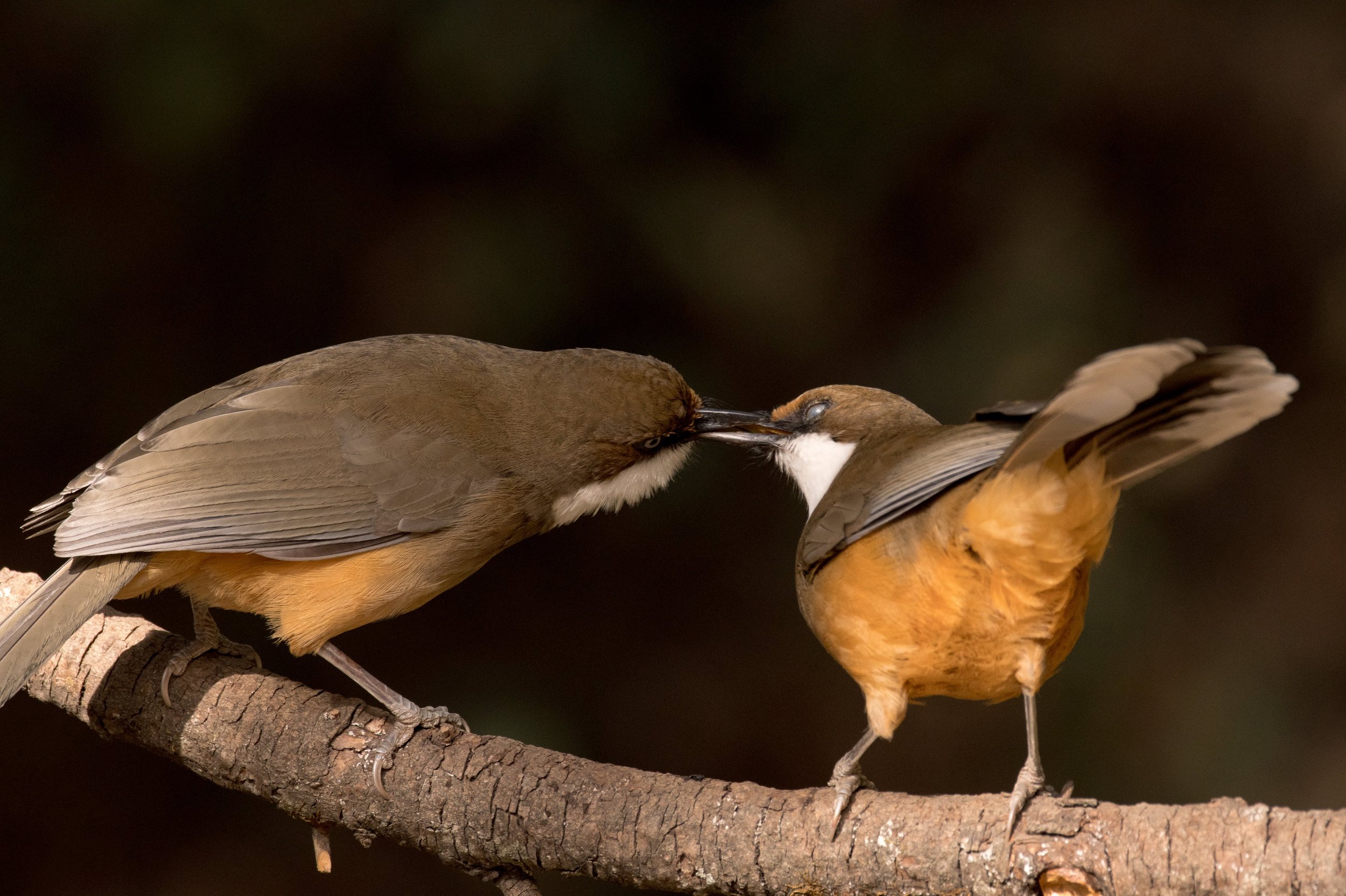 White-throated Laughingthrush