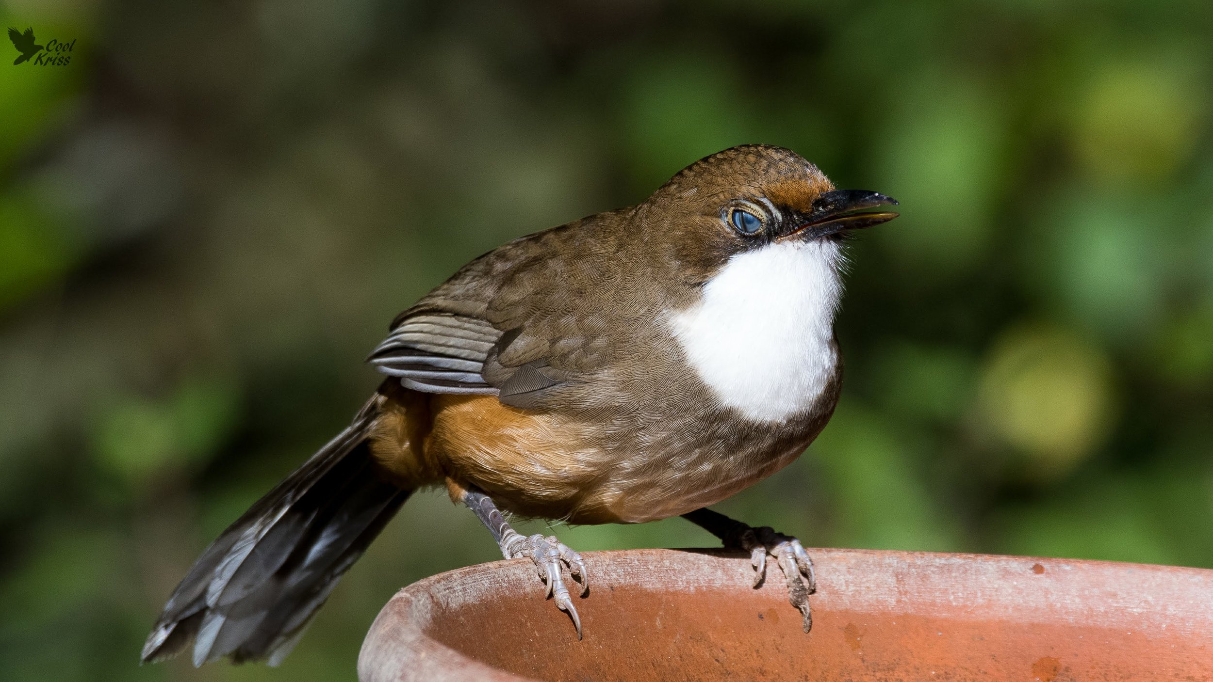 White-throated Laughingthrush