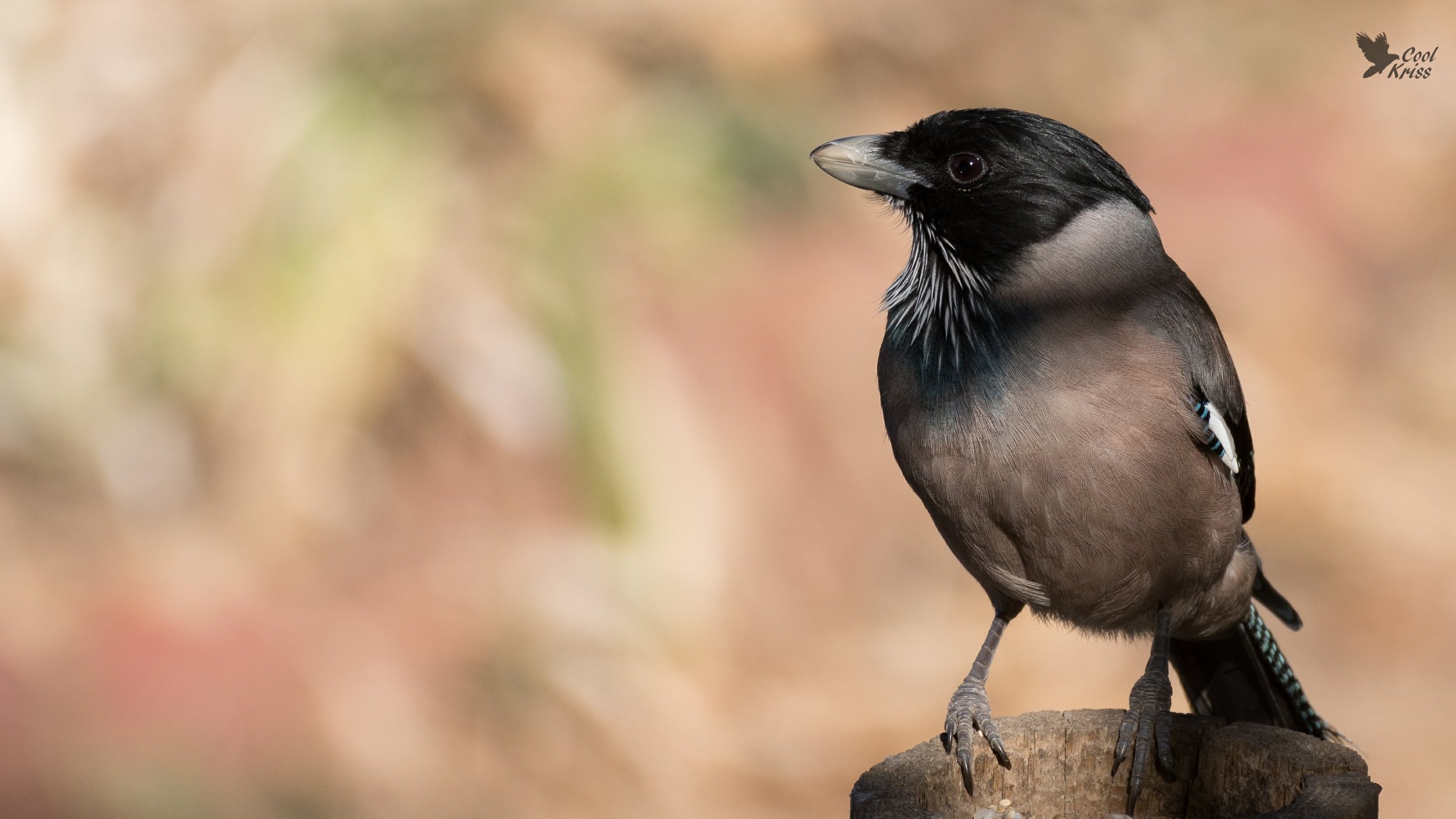 Black-Headed Jay