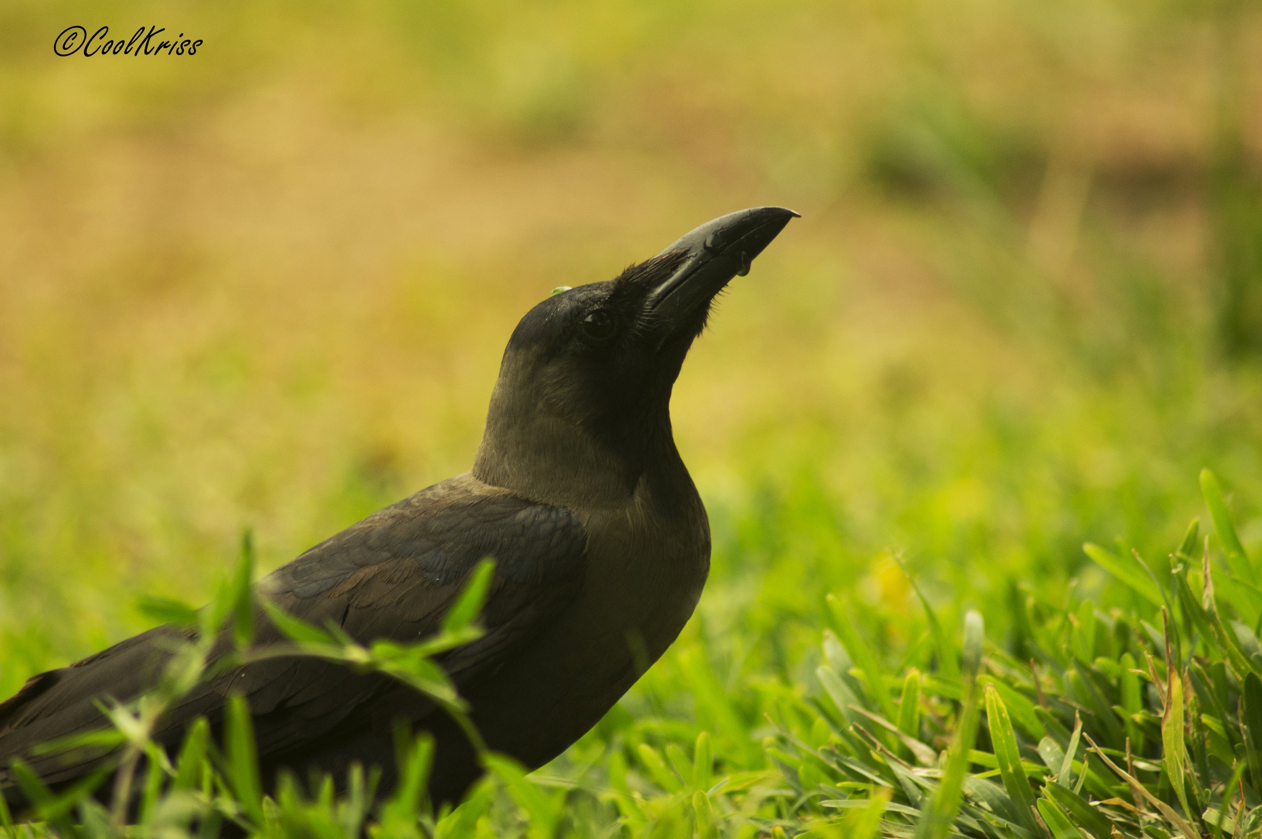 Common House crow