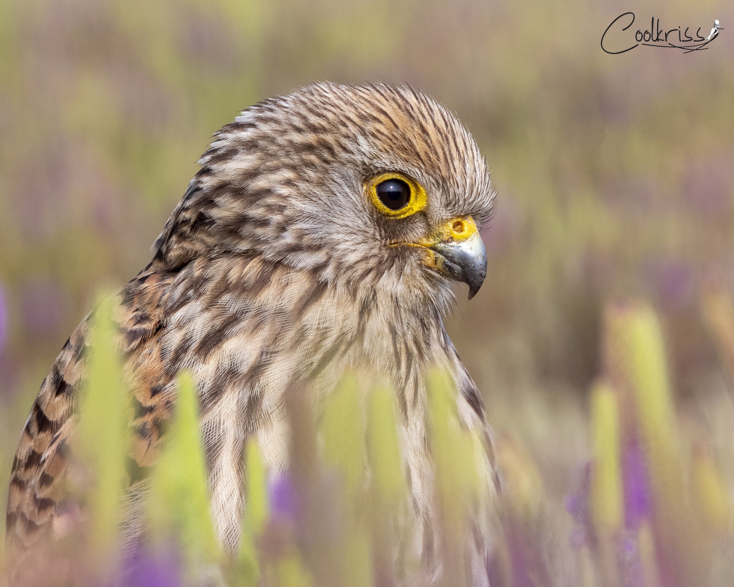 Common Kestrel