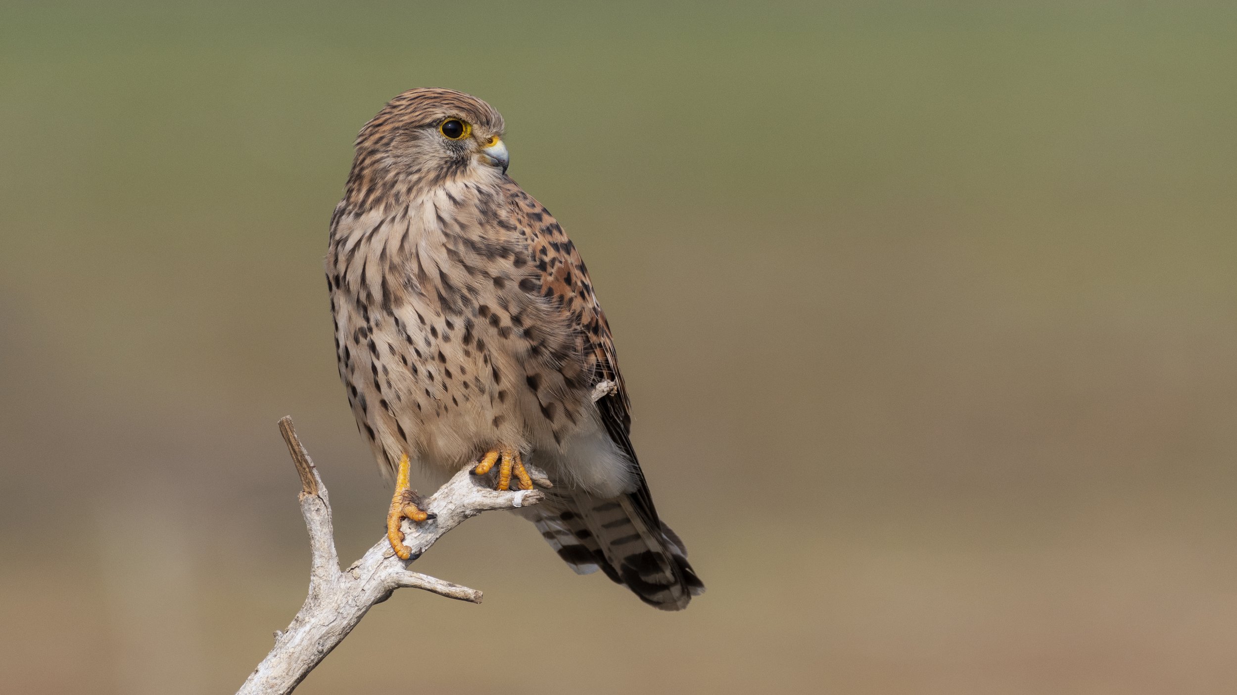 Common Kestrel