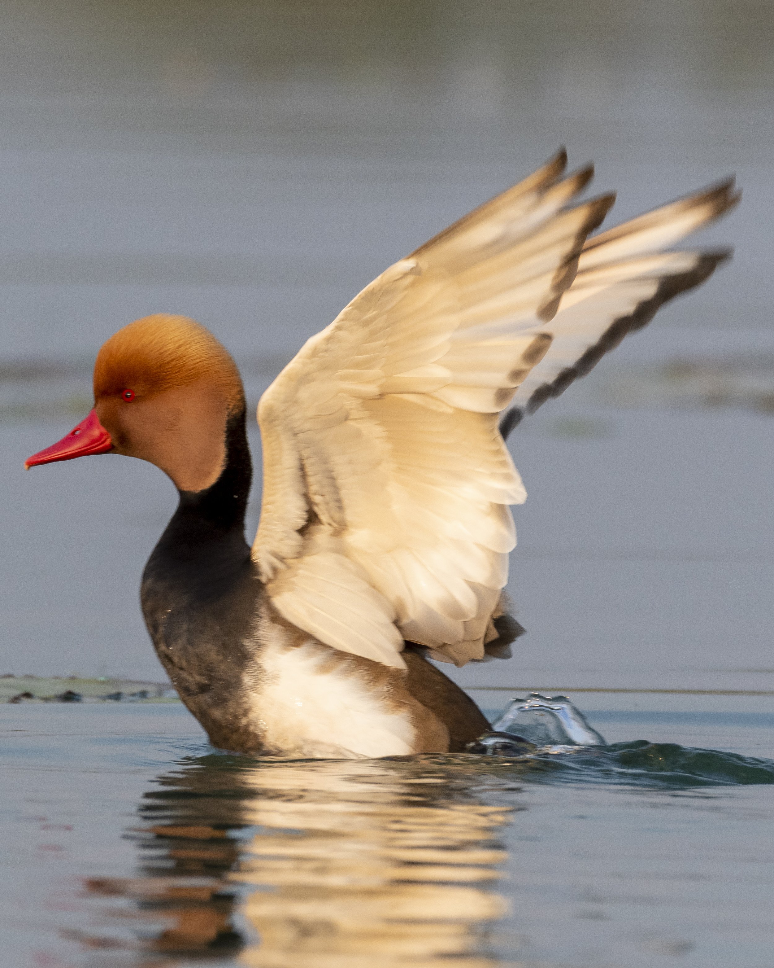 Red-crested Pochard