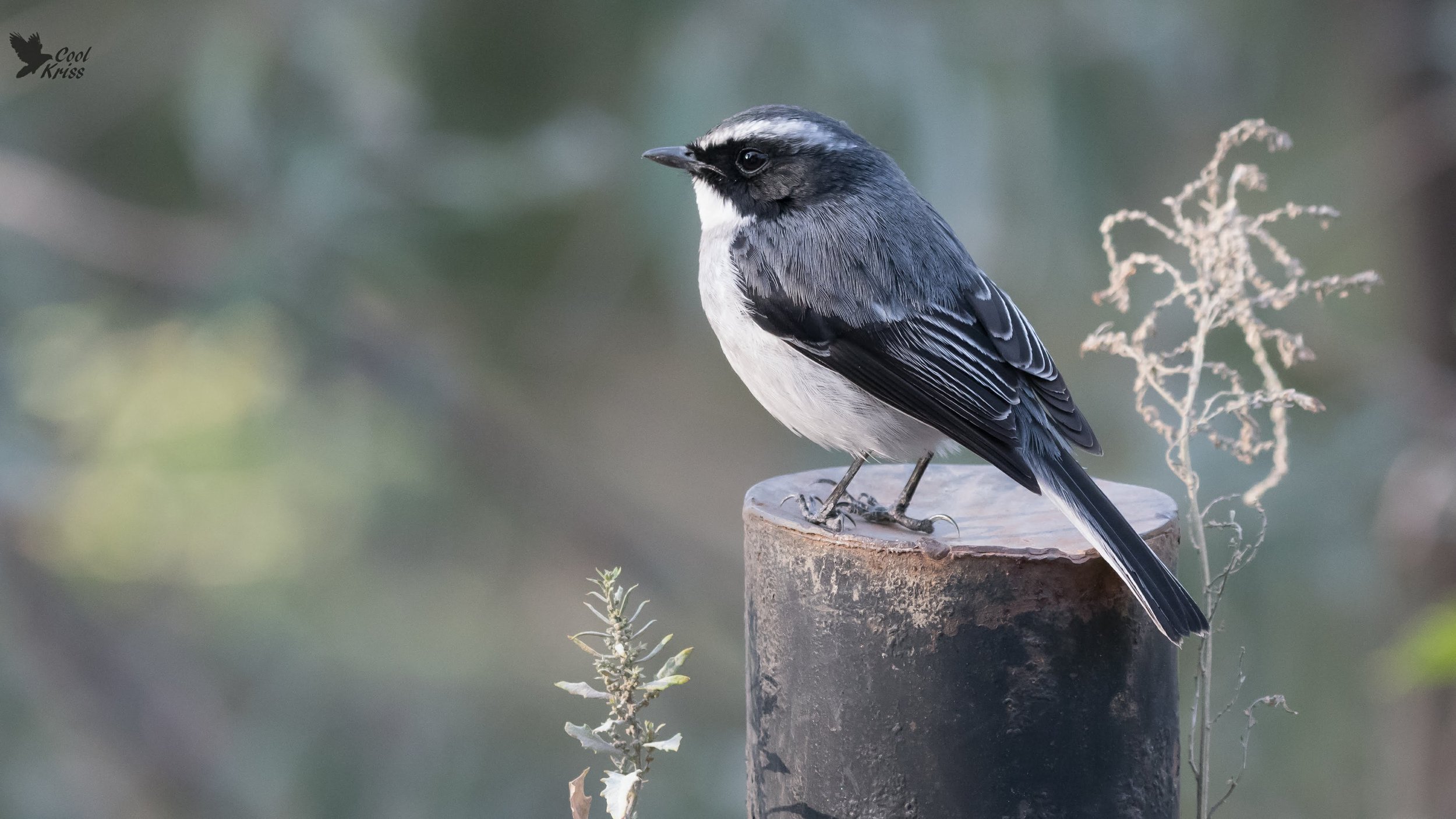 Grey Bushchat