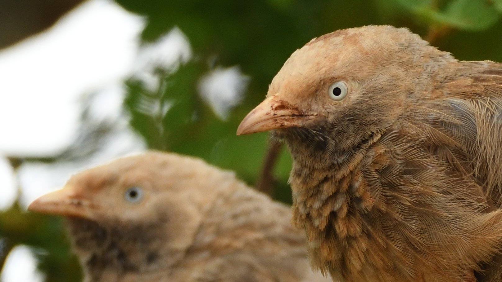 Jungle Babbler