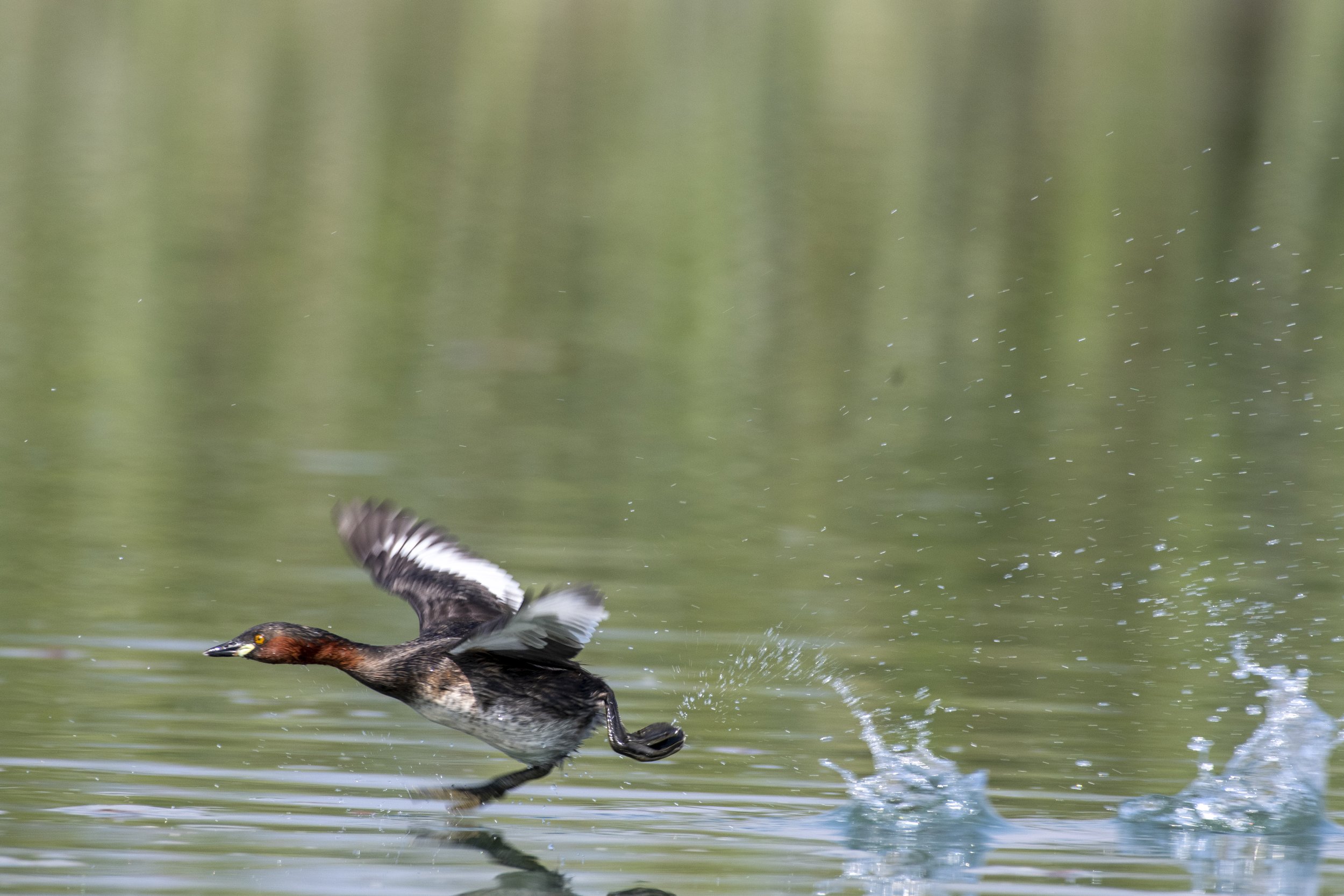 Little Grebe