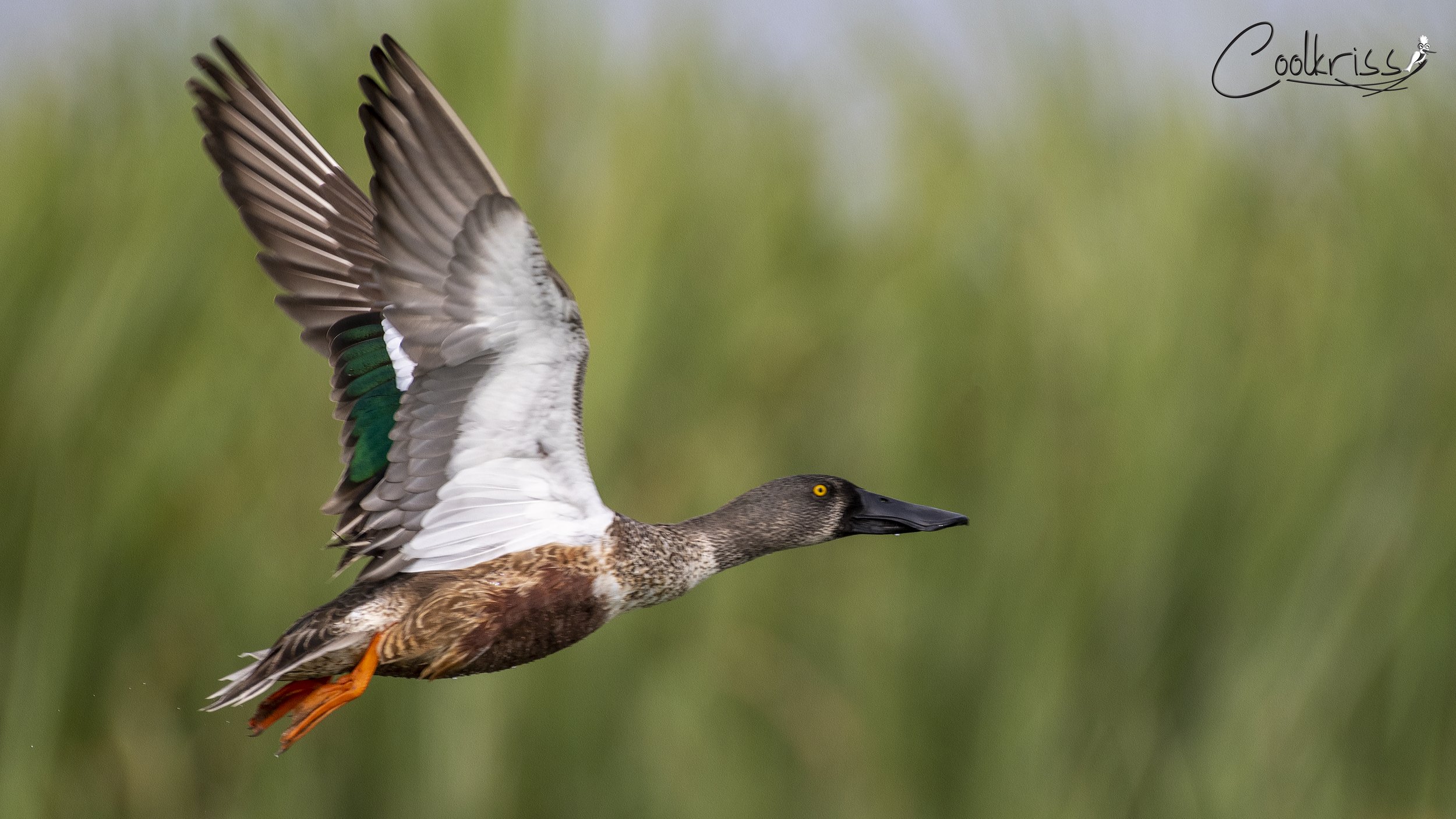 Northern Shoveler