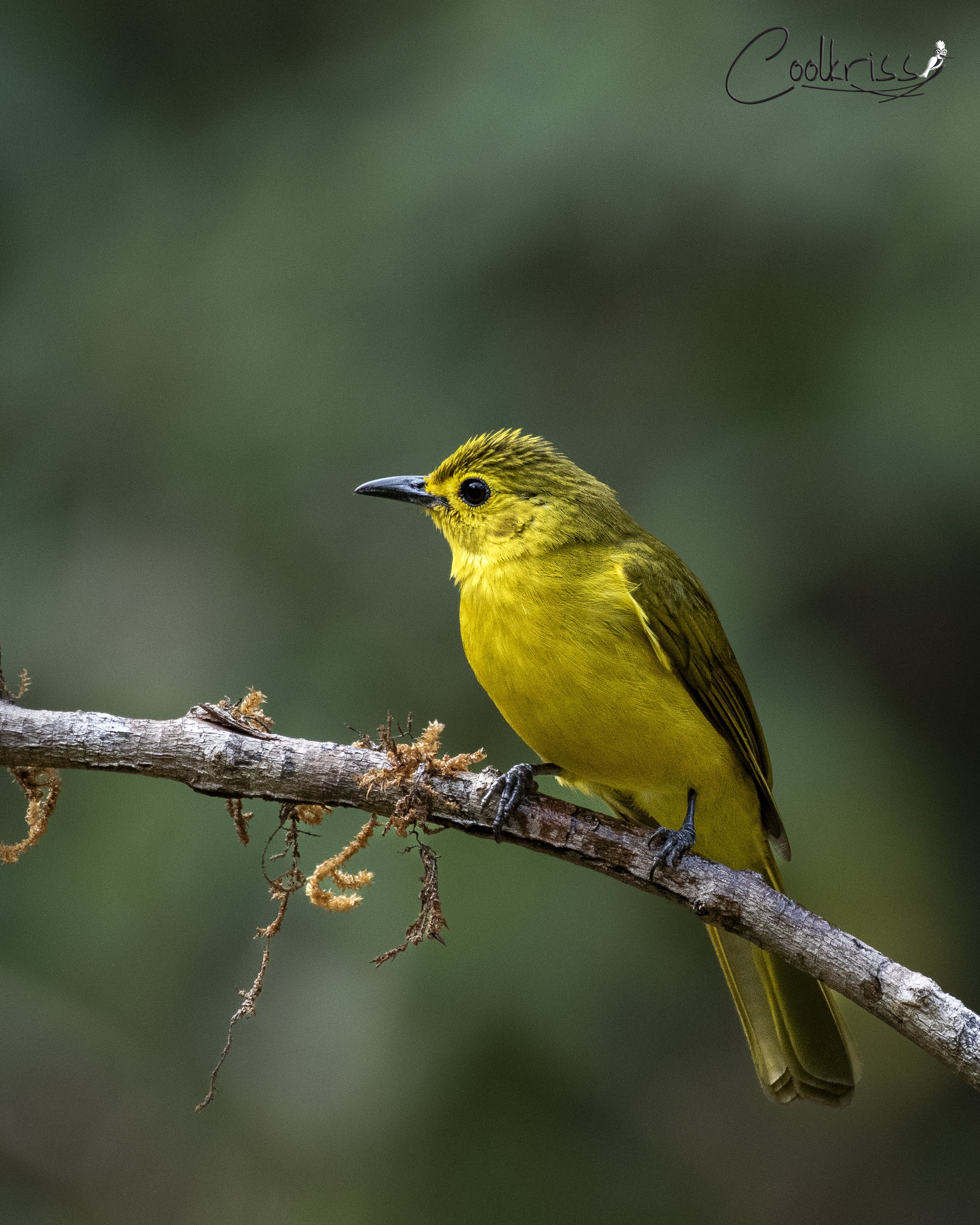 Yellow browed Bulbul