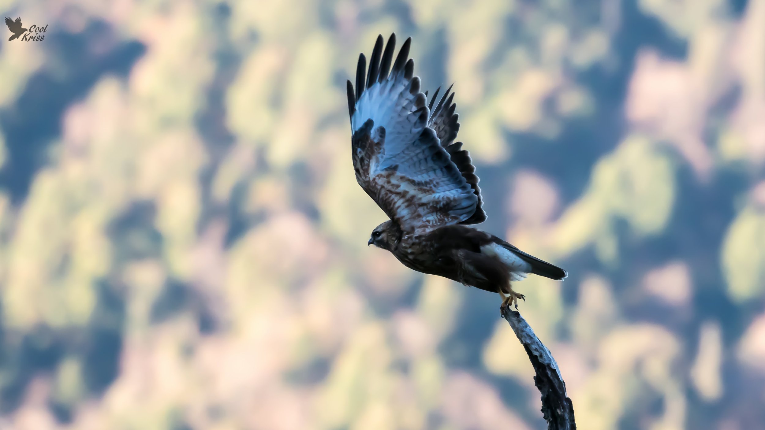 Common Buzzard