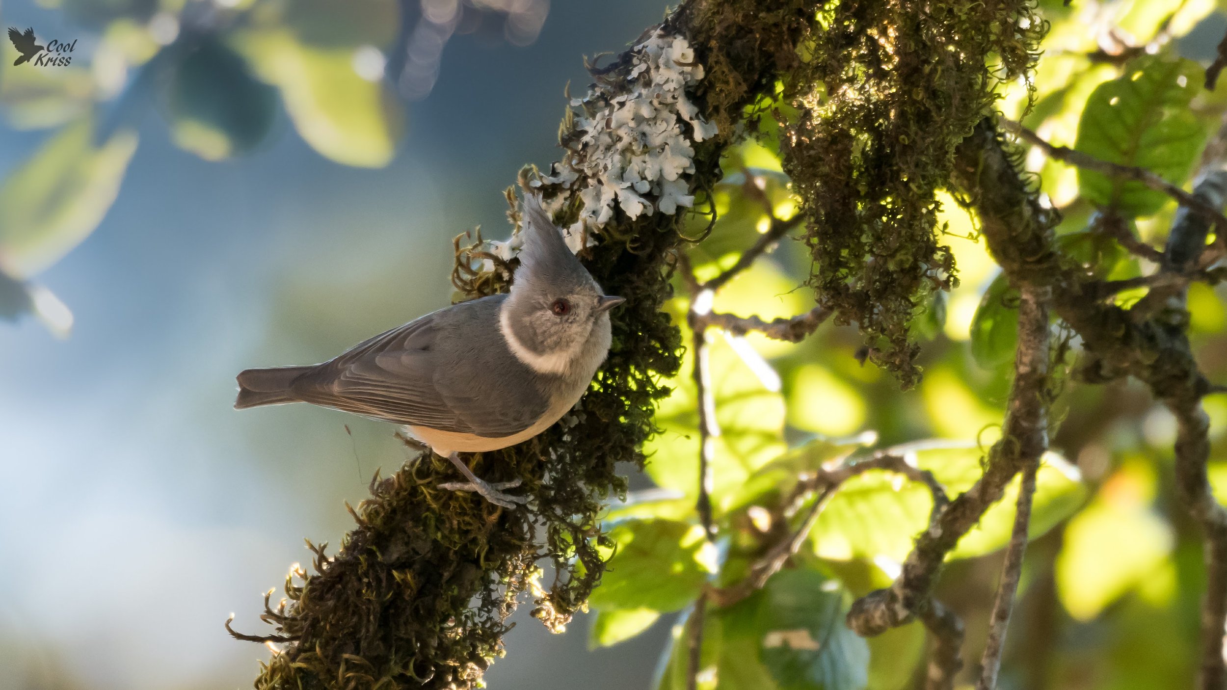 Grey-crested Tit