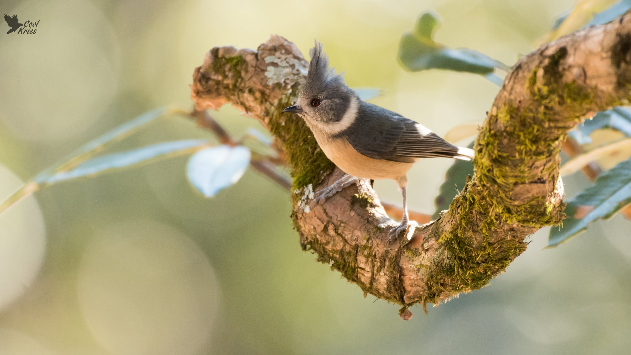 Coal Tit