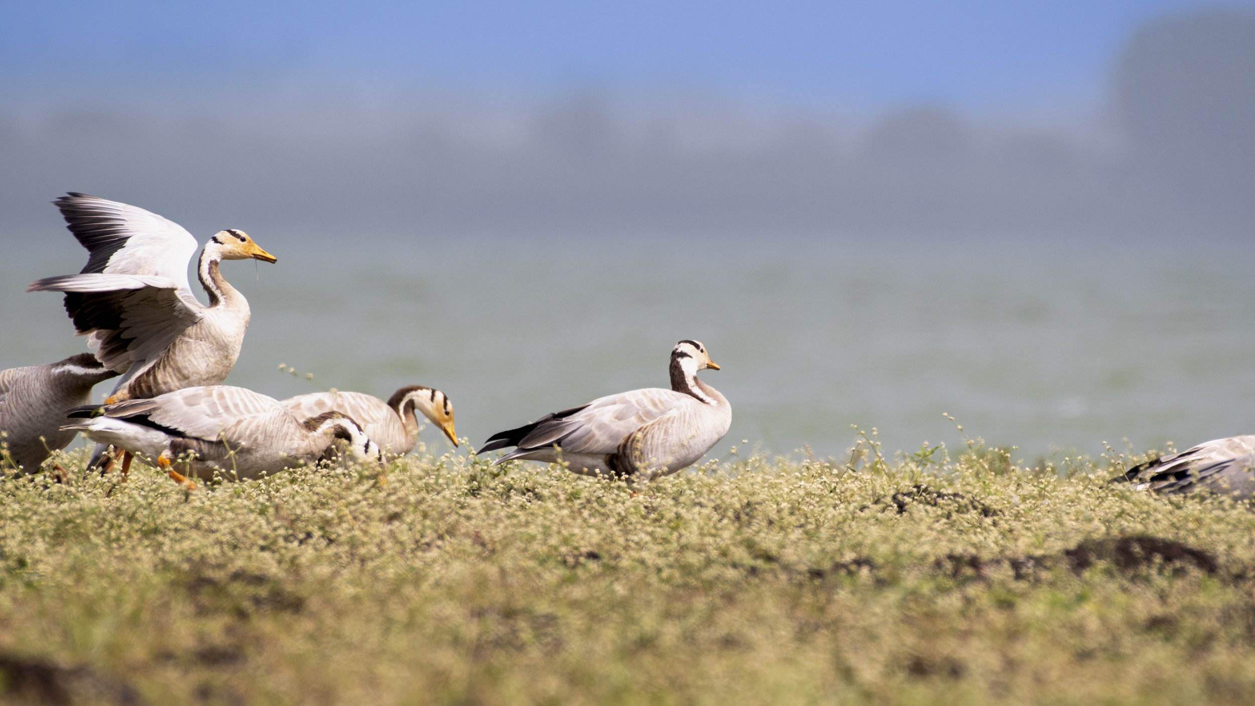 Bar headed Geese