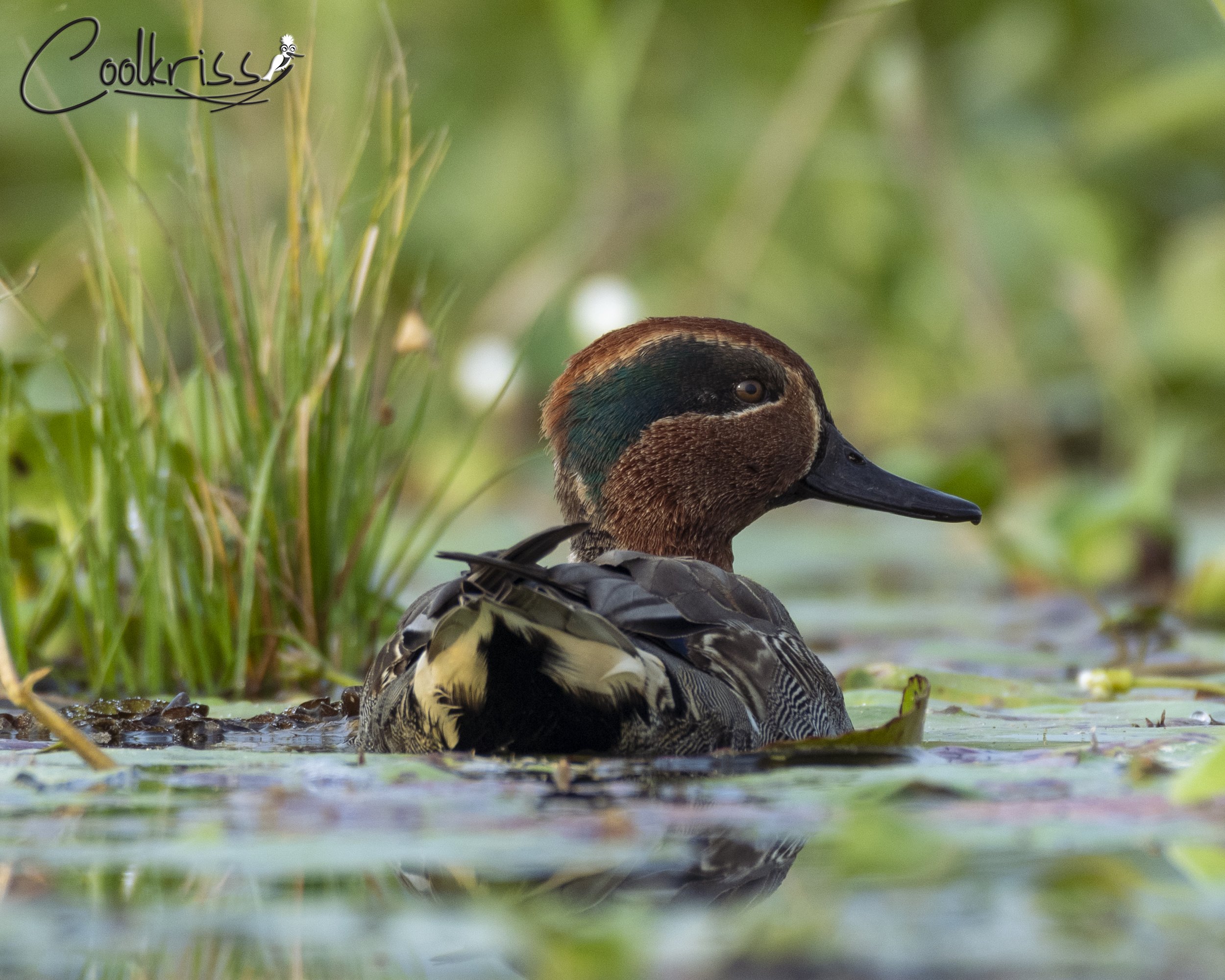 Green-winged Teal